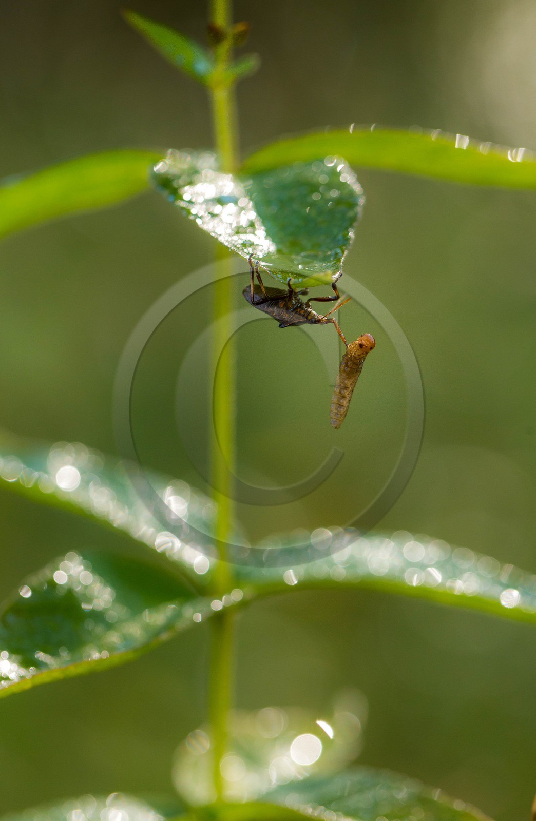 ENS de l'Isère,Tourbières du Peuil ENS de l'Isère,Tourbières du Peuil