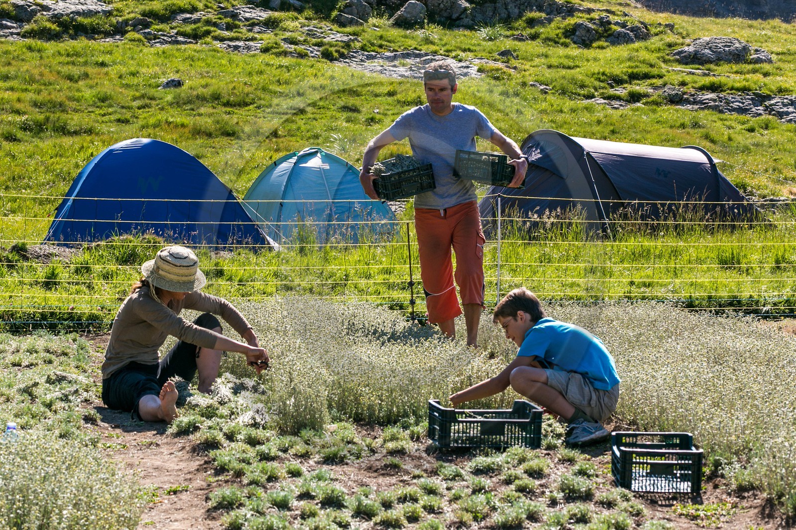 Orcières 1850, Bruno Gonnon agriculteur bio de génépi Orcières 1850, Bruno Gonnon agriculteur bio de génépi