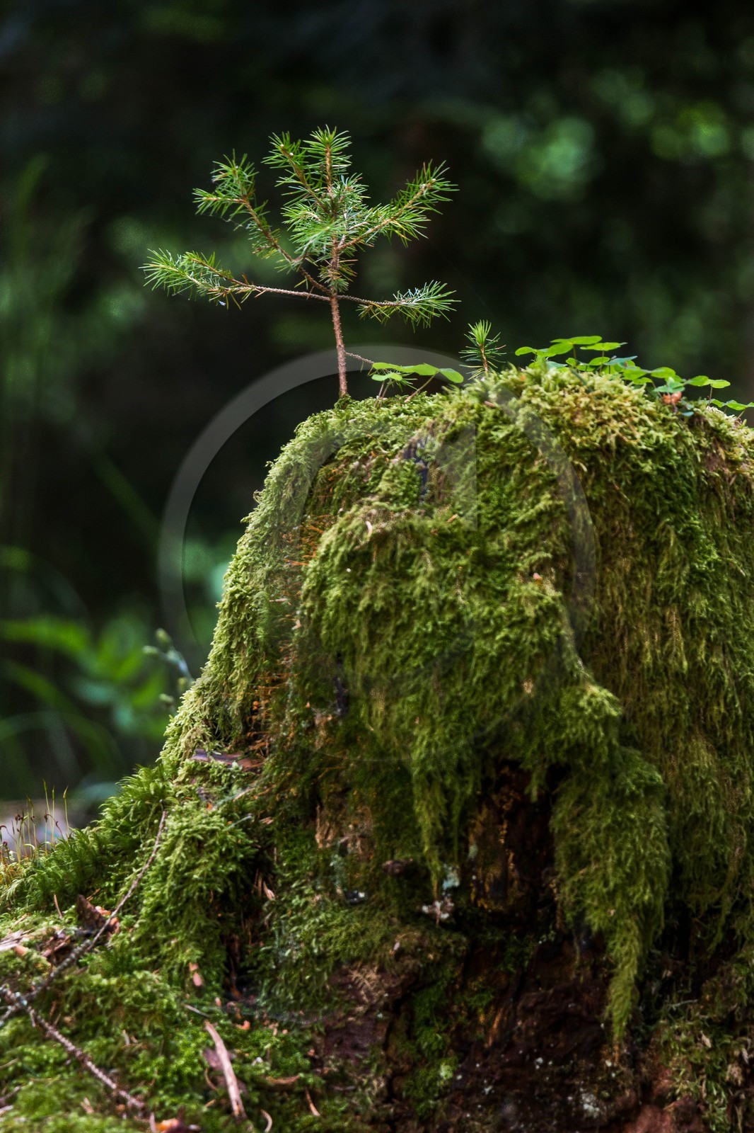 ENS de l'Isère, Marais des Seiglières