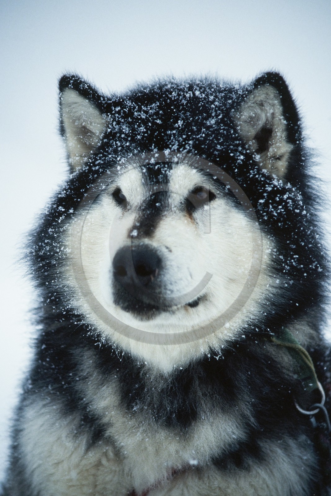 Chiens d'attelage