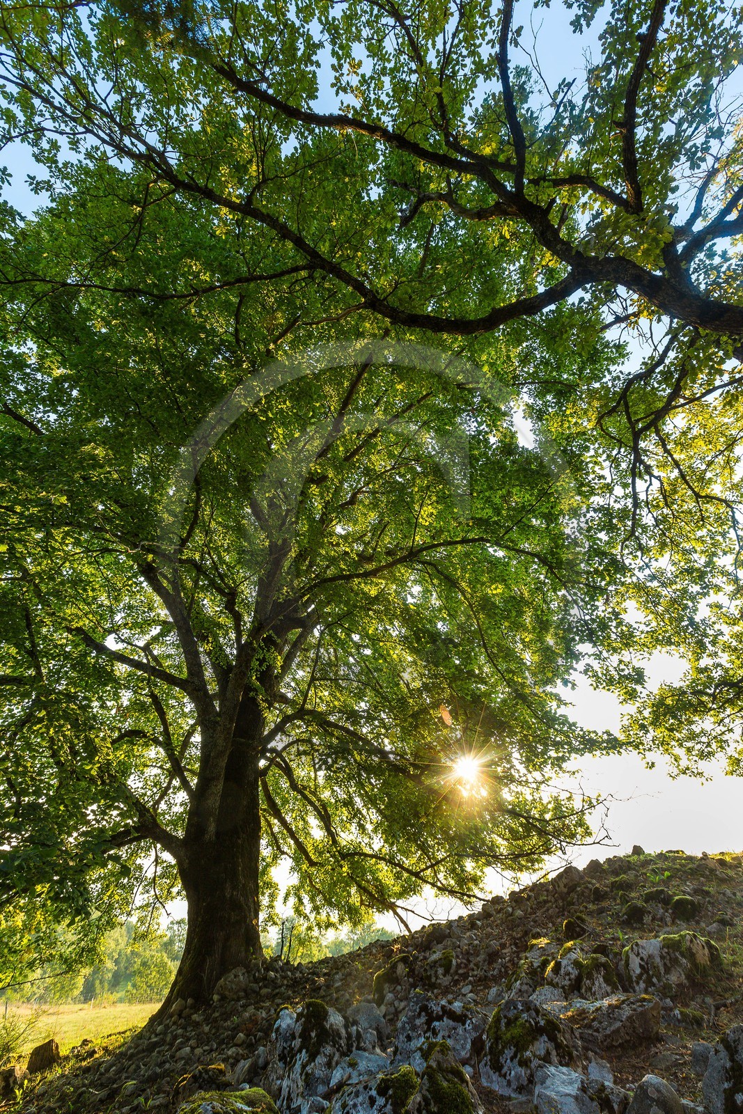ENS de l'Isère,Tourbières du Peuil ENS de l'Isère,Tourbières du Peuil