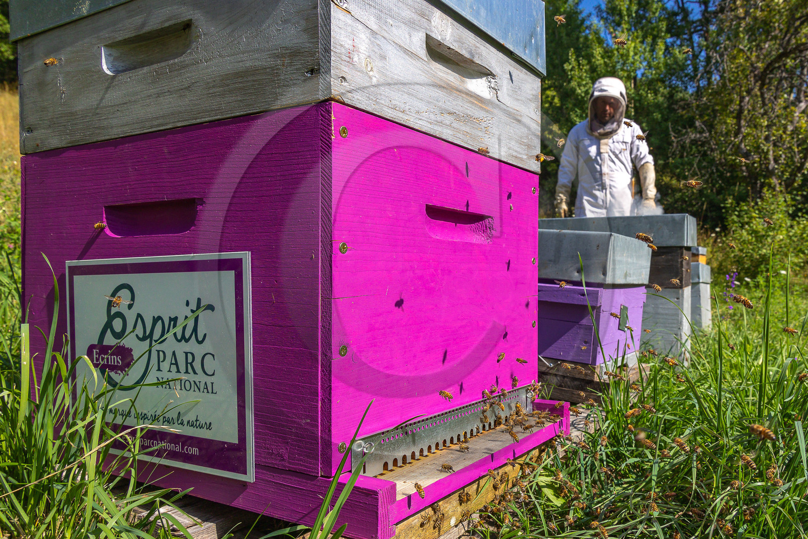 Jean-Jacques Daubert - Apiculteur