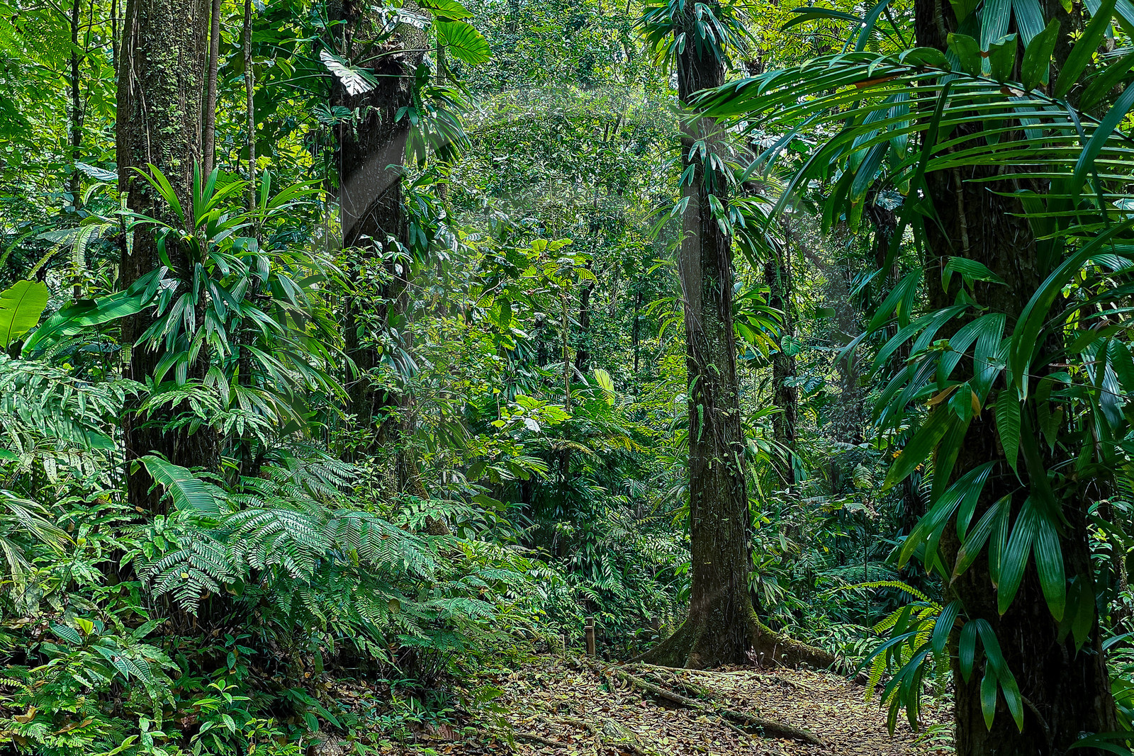 Forêt tropicale, Parc national de la Guadeloupe