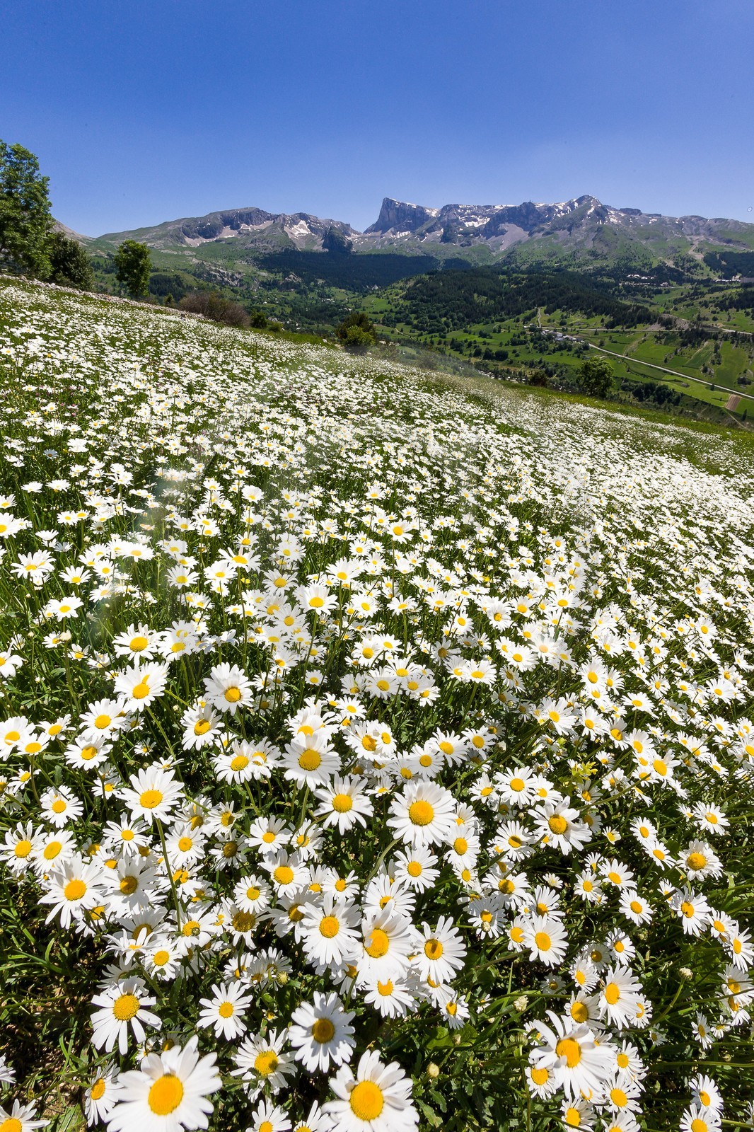 Marguerite commune, Leucanthemum vulgare