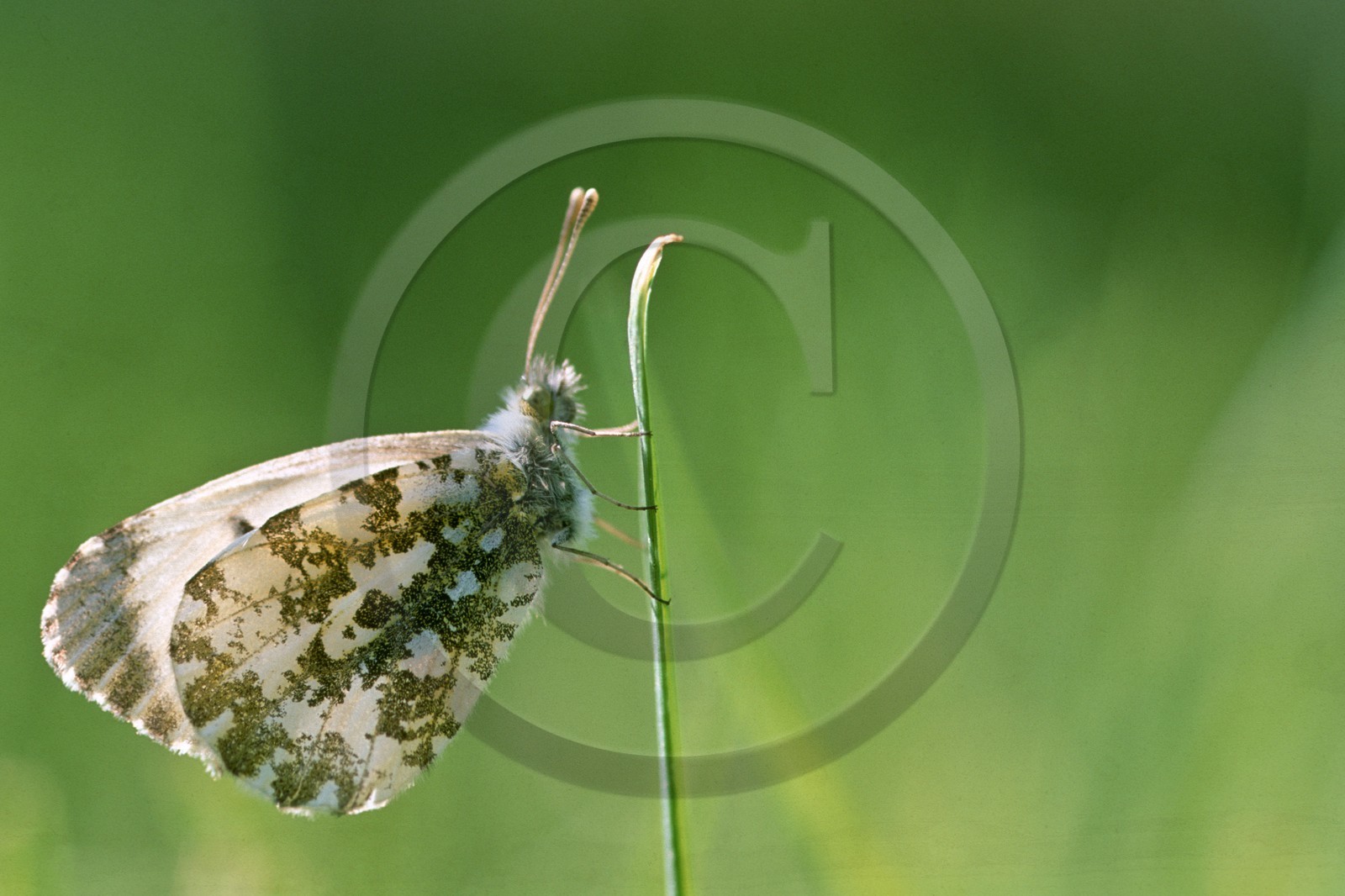 papillon, Aurore, Anthocharis cardamines papillon, Aurore, Anthocharis cardamines