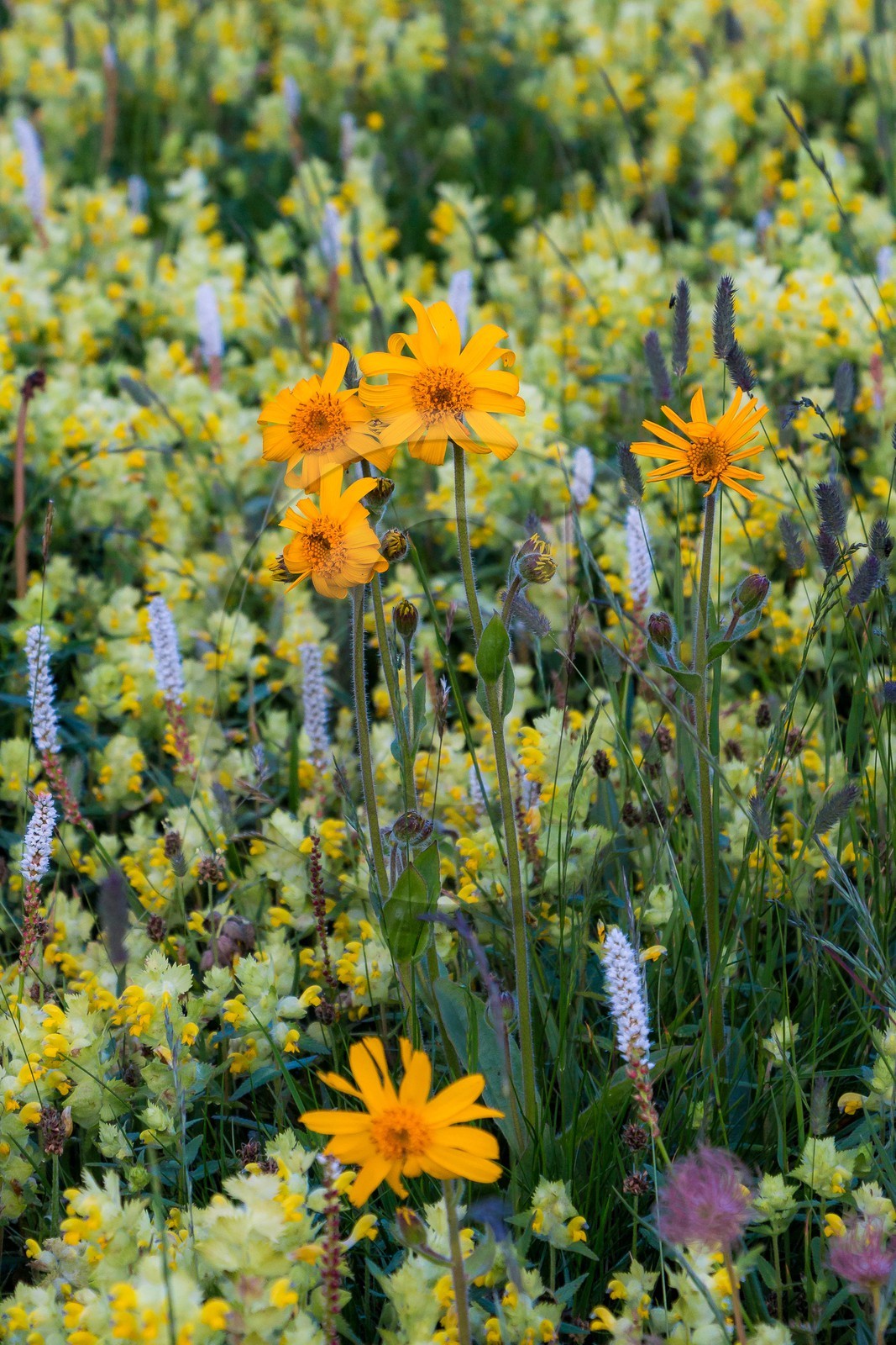 Arnica