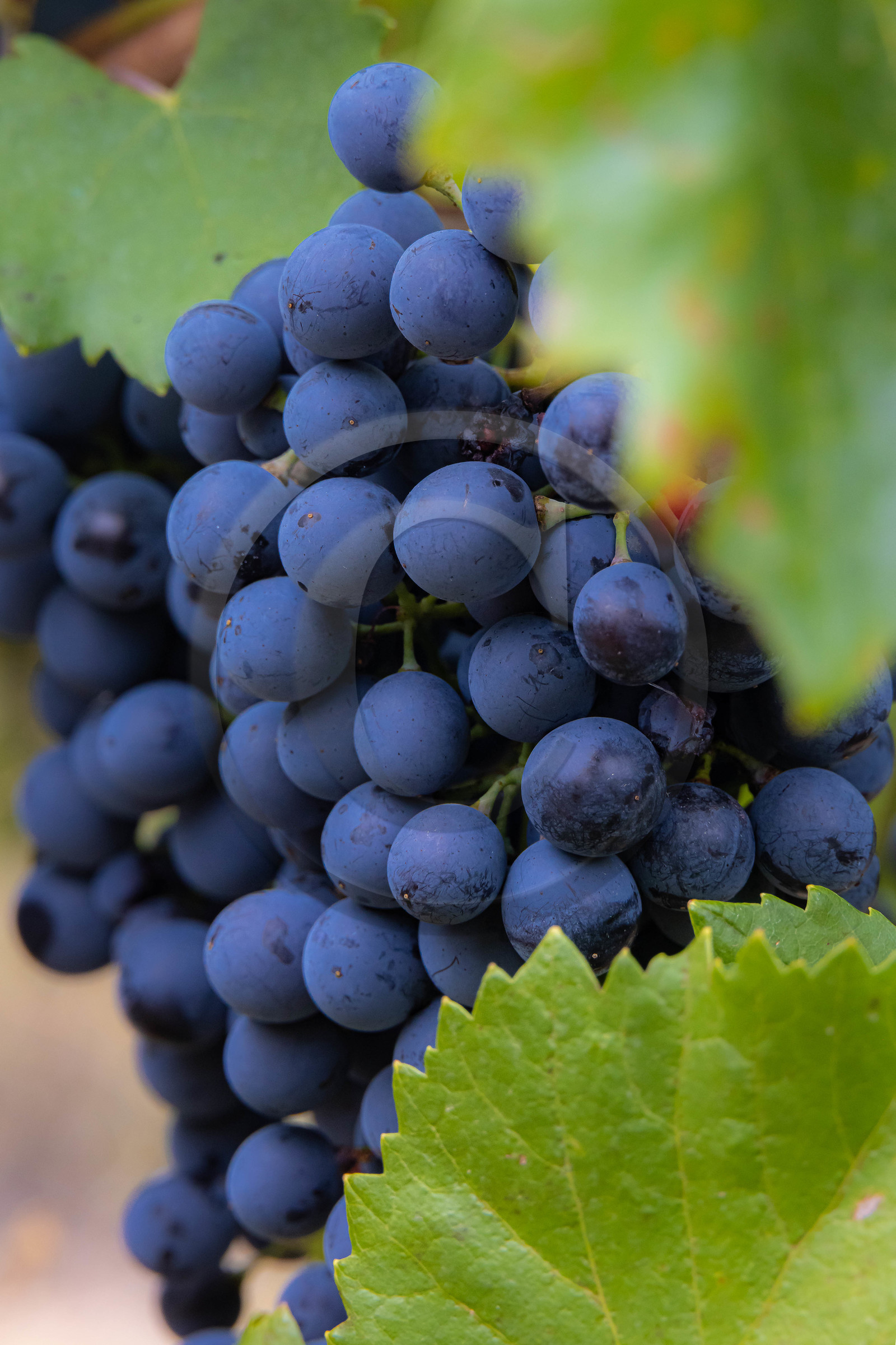 Domaine du Mont Guillaume, cépage le Mollard Domaine du Mont Guillaume, cépage le Mollard