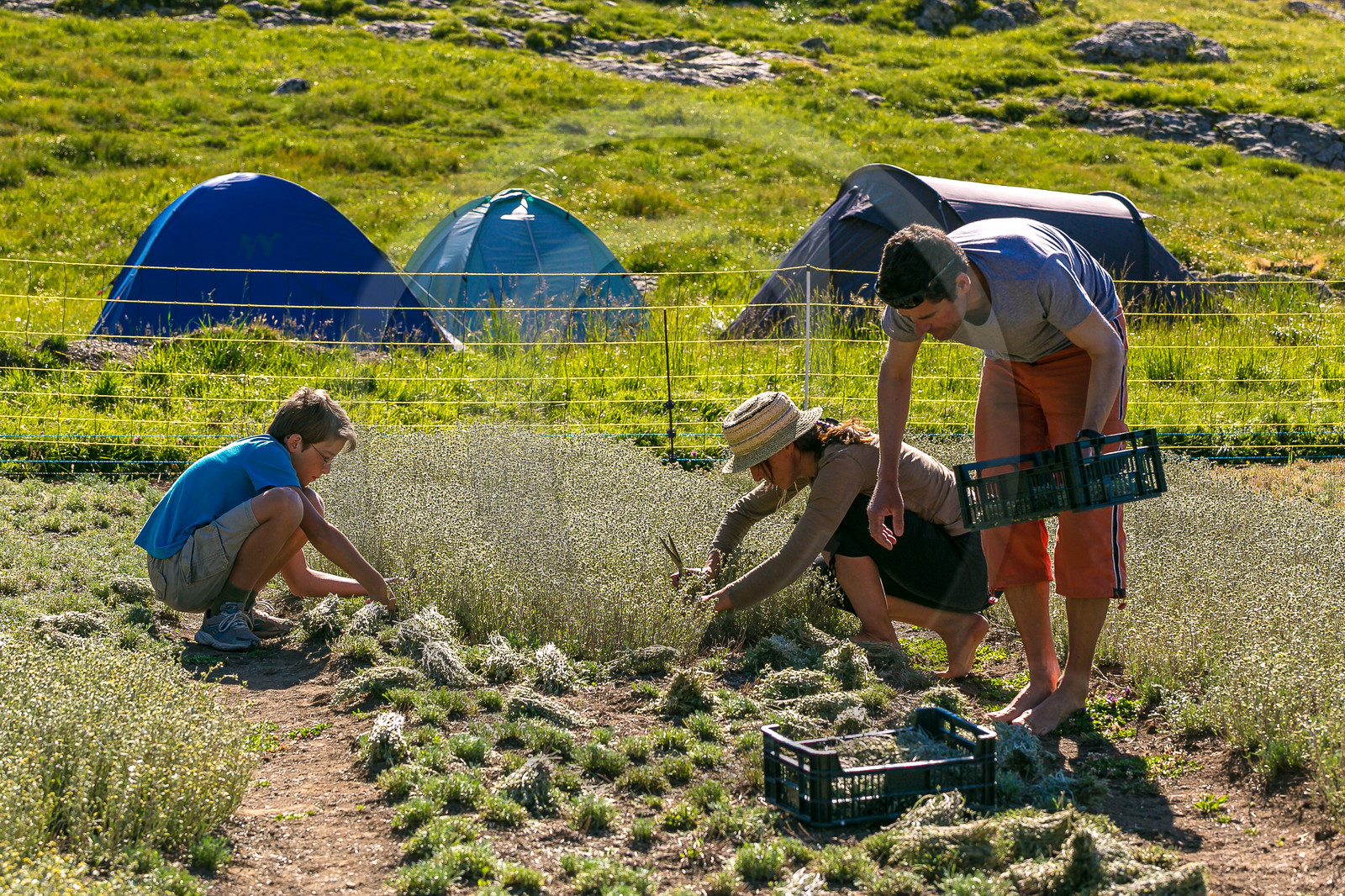 Bruno Gonnon, cultivateur de génépi bio