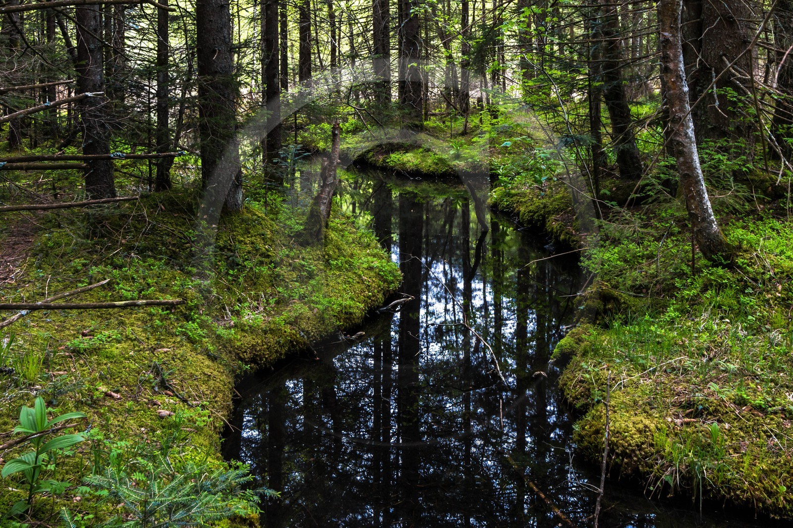 ENS de l'Isère, Marais des Seiglières