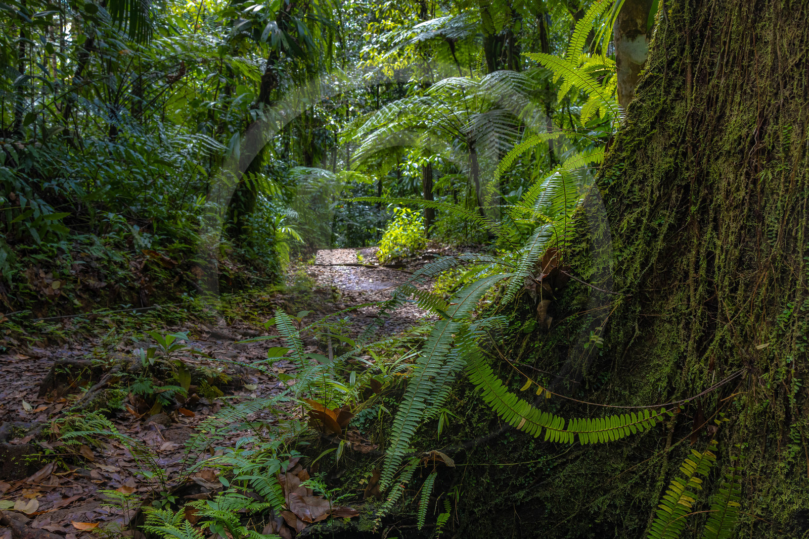 Forêt tropicale, Parc national de la Guadeloupe