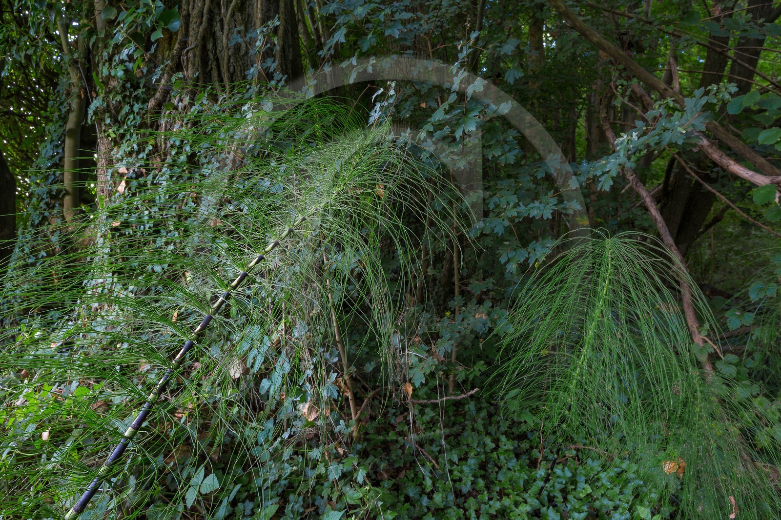 ENS de l'Isère, Boucle des Moïles ENS de l'Isère, Boucle des Moïles
