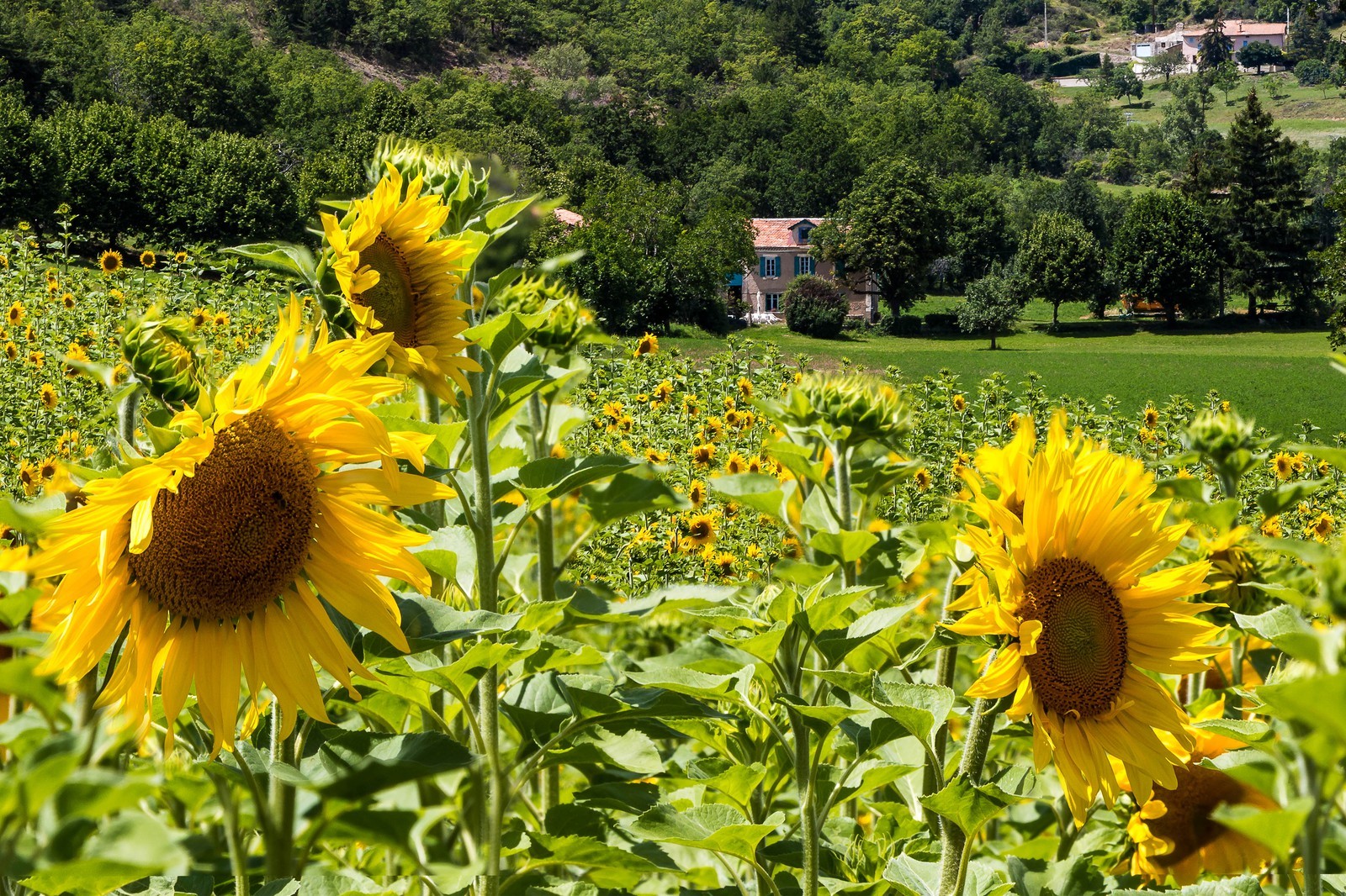 vallée des Duyes, Thoard
