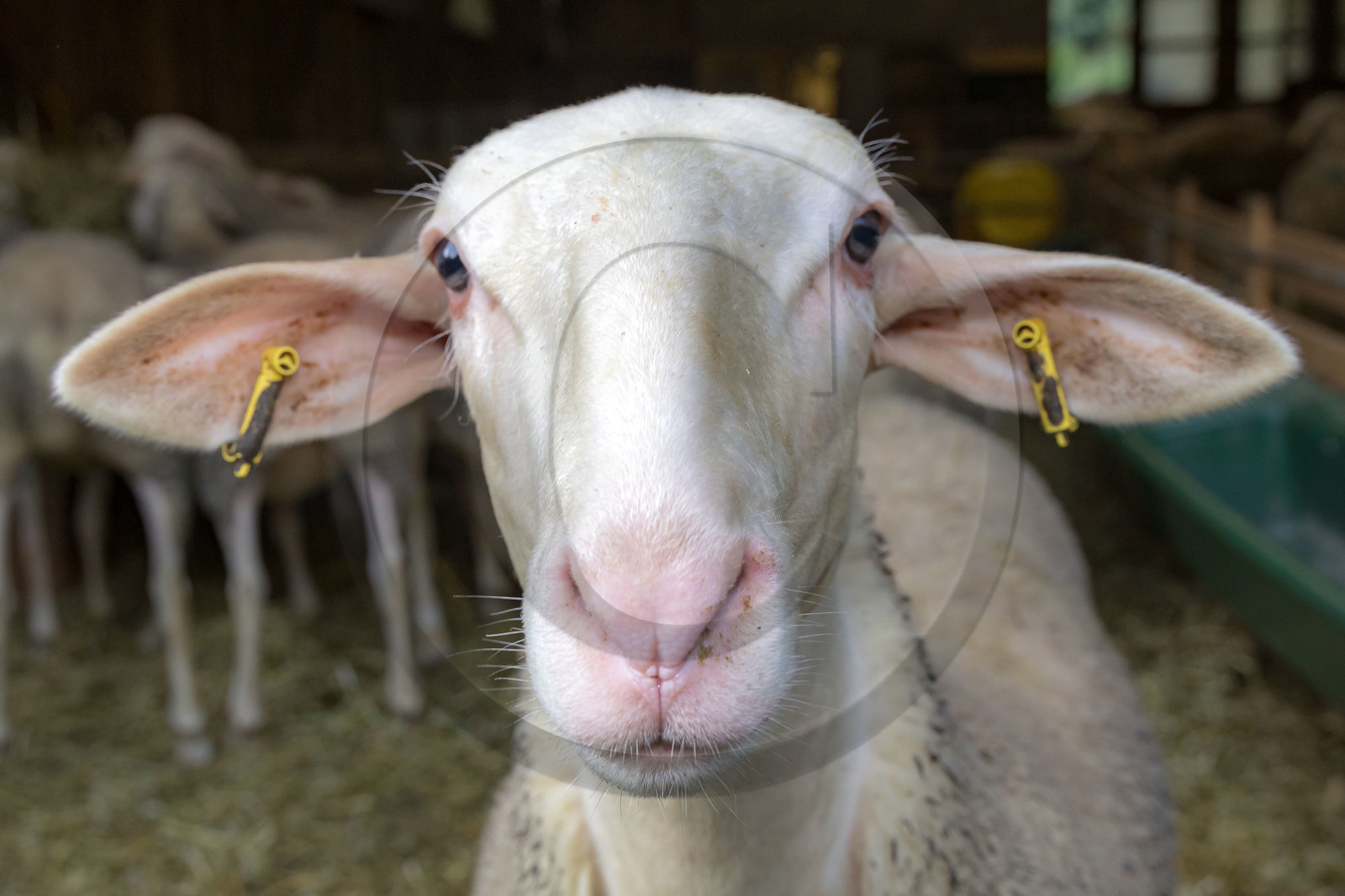 Bergerie de la Lignarre Bergerie de la Lignarre