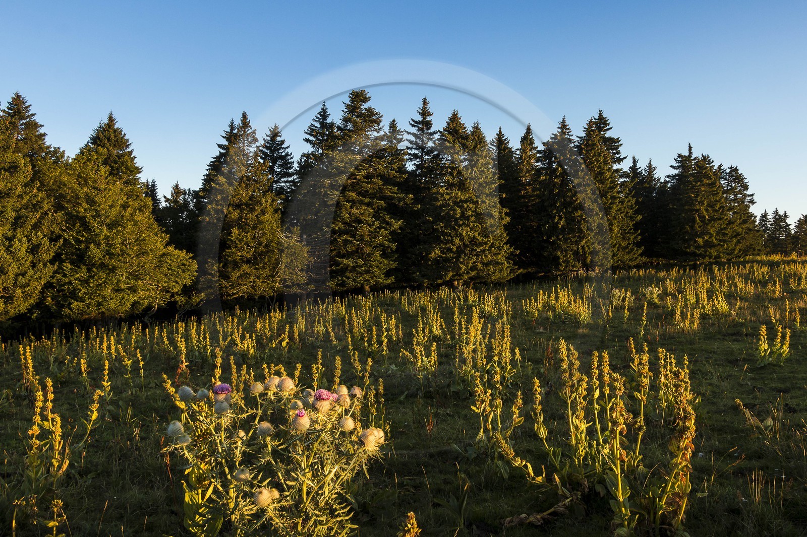 ENS de l'Isère, Plateau de la Molière et du Sornin ENS de l'Isère, Plateau de la Molière et du Sornin