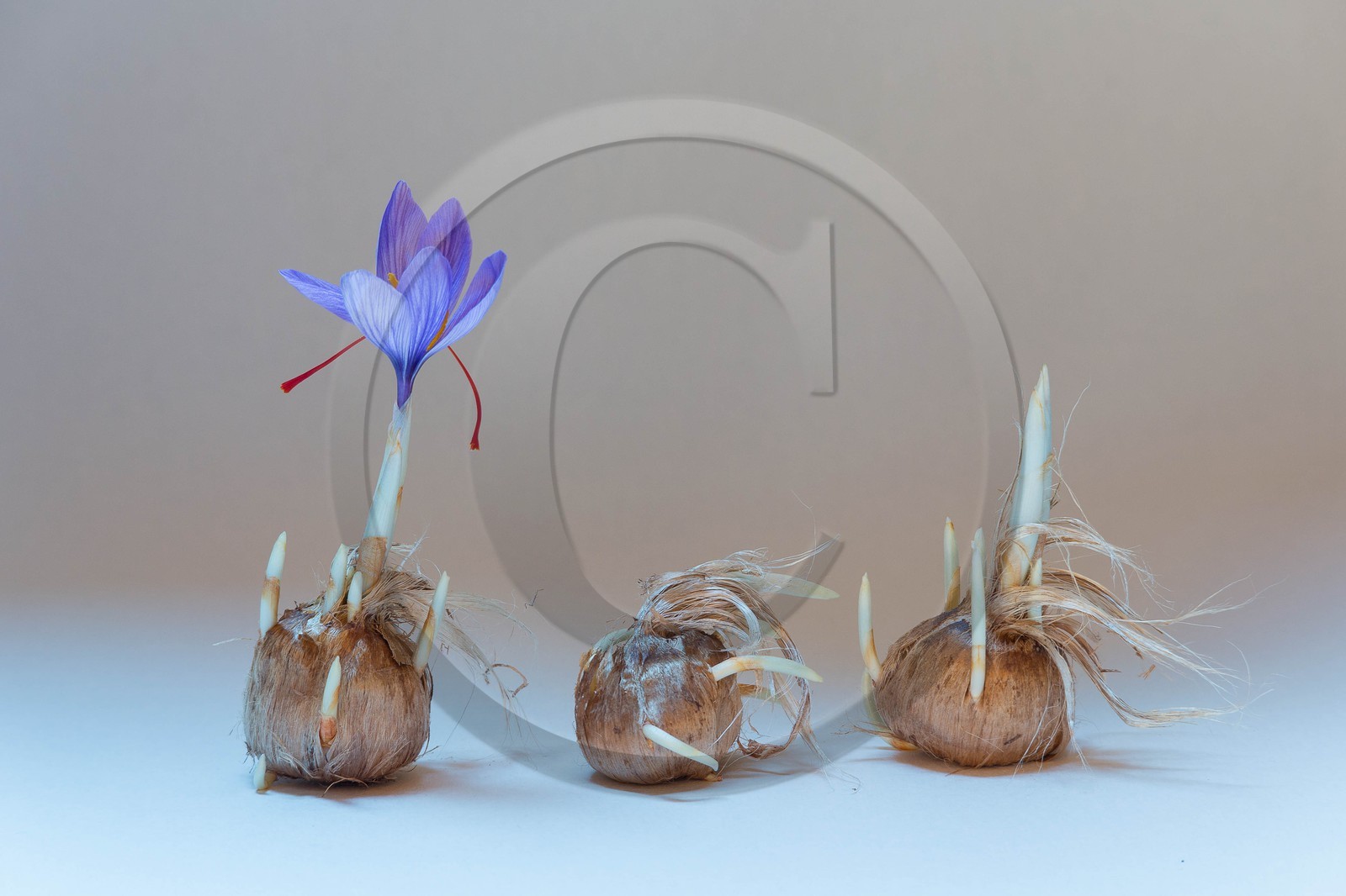 Bulbe de safran, crocus sativus