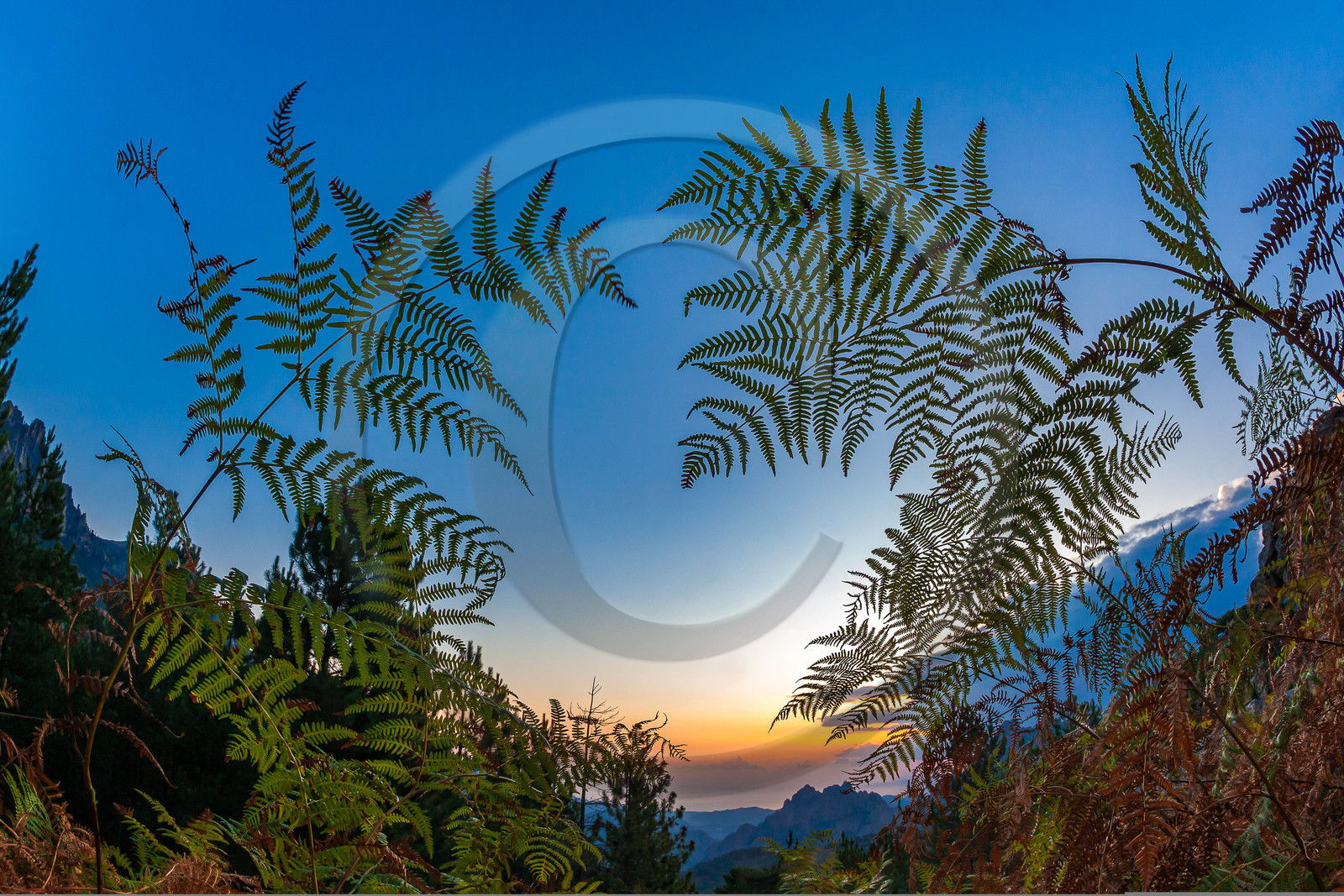 Fougères aux col de Bavella (forchi di Bavedda ) Fougères aux col de Bavella (forchi di Bavedda )