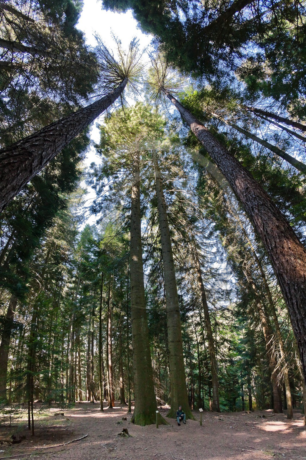 Parc national des Cévennes, forêt du Mont Aigoual, Les 2 géants de la Foux, Sapin de Vancouver, Abies Grandis Parc national des Cévennes, forêt du Mont Aigoual, Les 2 géants de la Foux, Sapin de Vancouver, Abies Grandis
