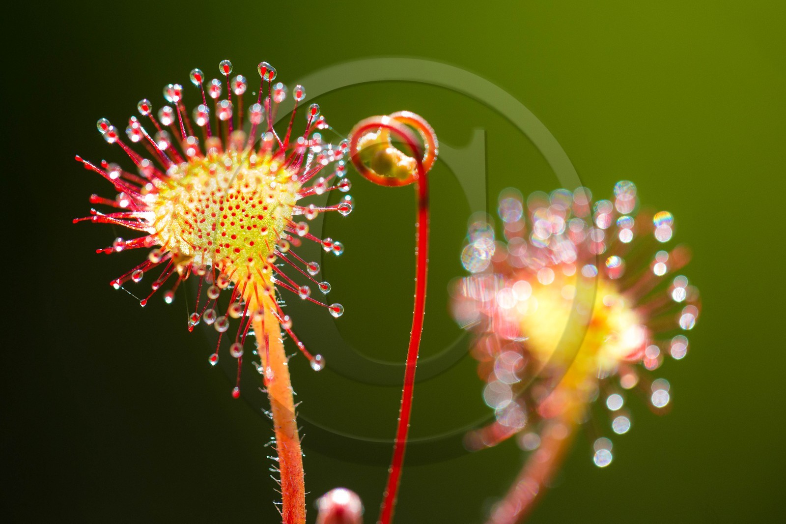 ENS de l'Isère, Tourbière des Planchettes, Rossolis à feuilles rondes (Drosera rotundifolia)