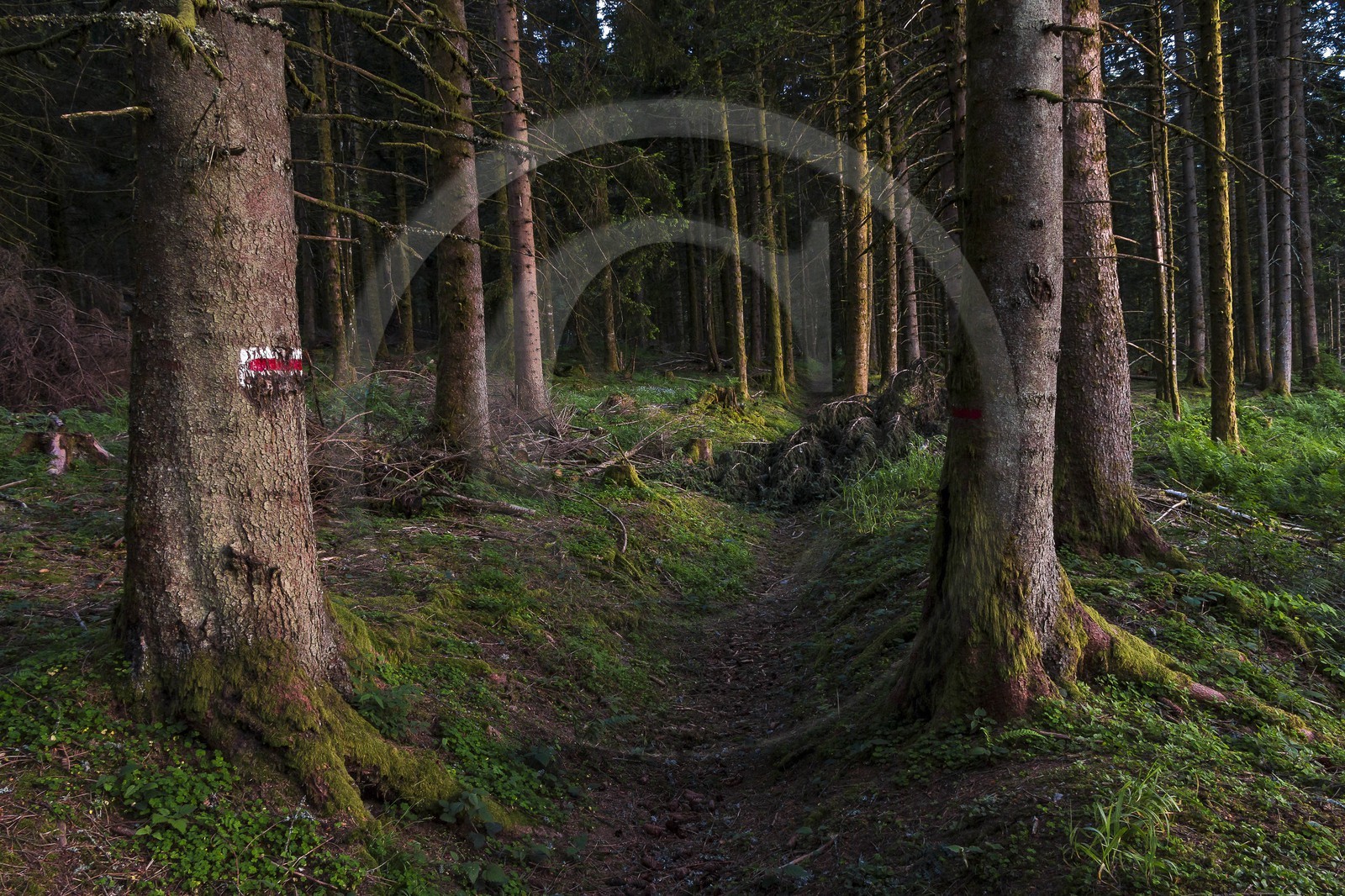 ENS de l'Isère, Marais des Seiglières