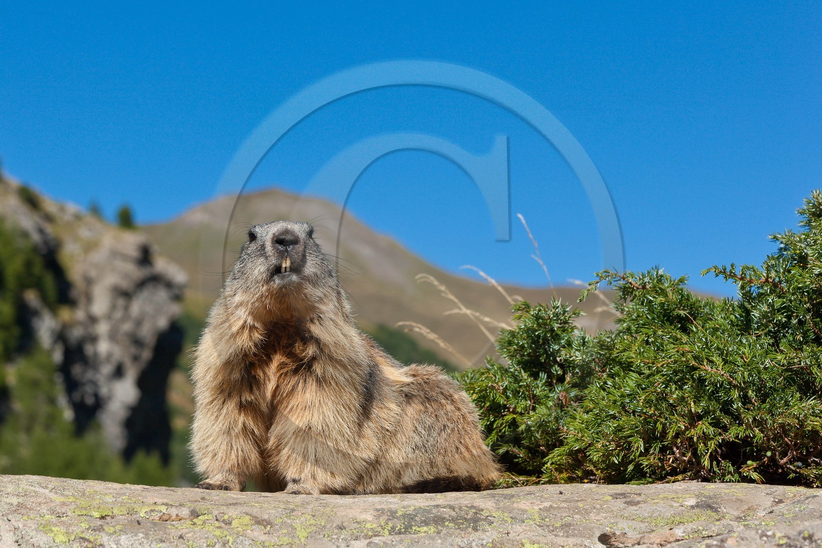 Marmotte des Alpes (Marmota marmota) Marmotte des Alpes (Marmota marmota)