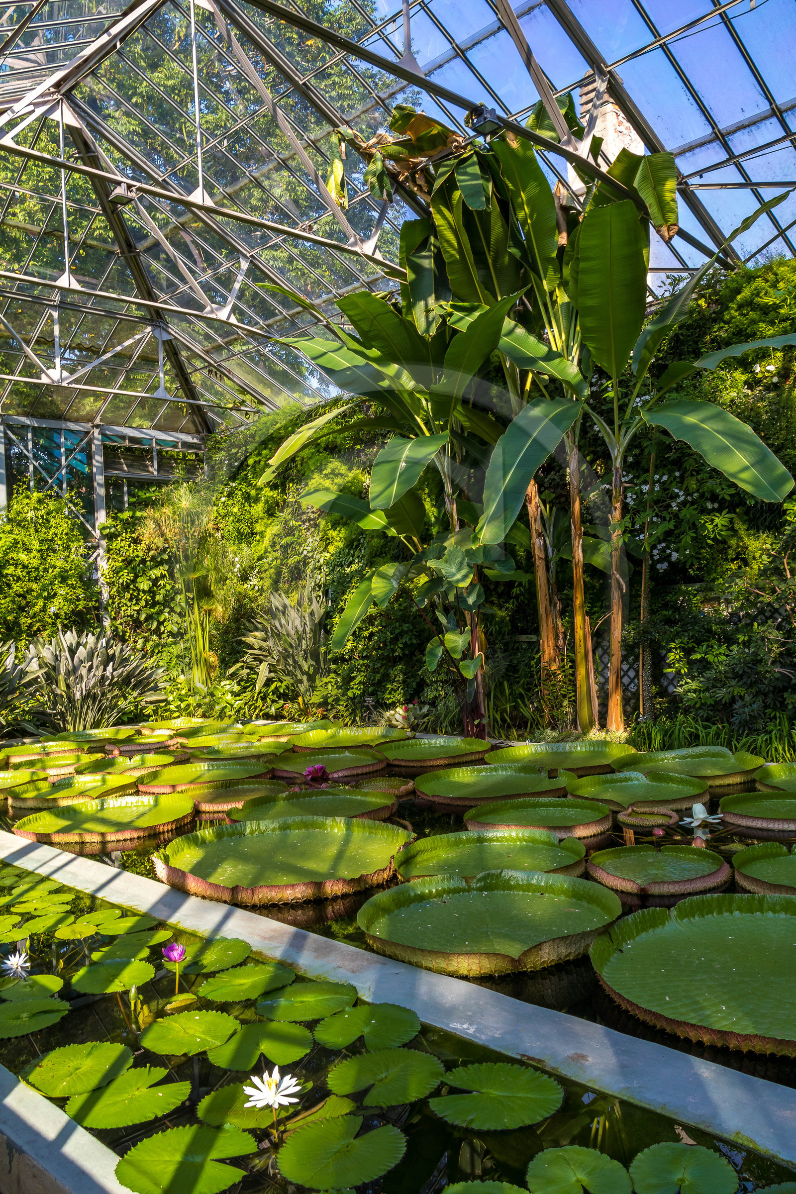 Serre au nénuphars géants,  Victoria Amazonica