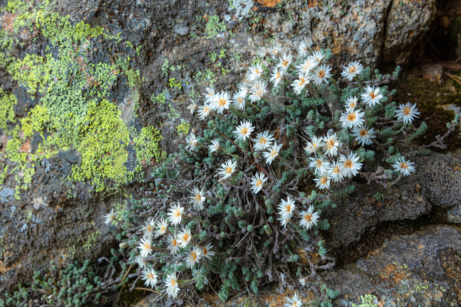 Les Aiguilles de Bavella (forchi di Bavedda ) Les Aiguilles de Bavella (forchi di Bavedda )
