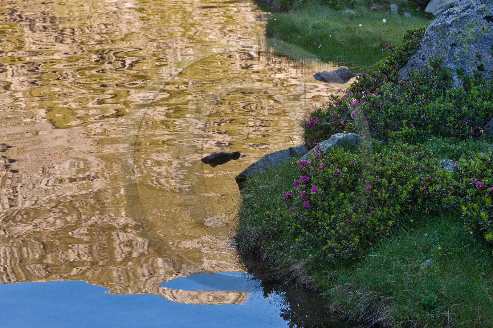 Rhododendron ferrugineux au Lac de Cebeyras (Laurier-rose des Alpes) Rhododendron ferrugineux au Lac de Cebeyras (Laurier-rose des Alpes)