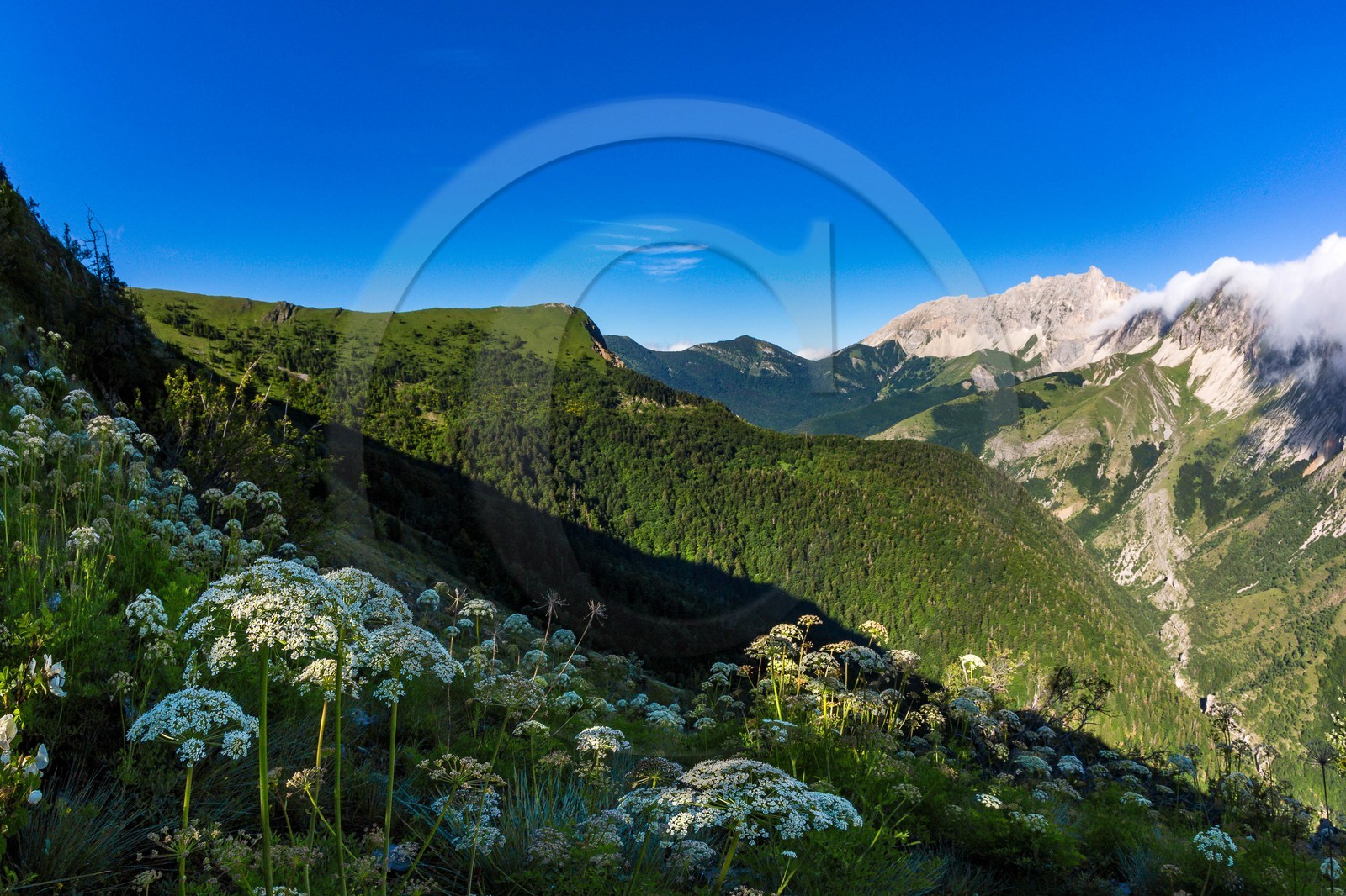 Bois du Chapitre, forêt domaniale de Gap-Chaudun Bois du Chapitre, forêt domaniale de Gap-Chaudun