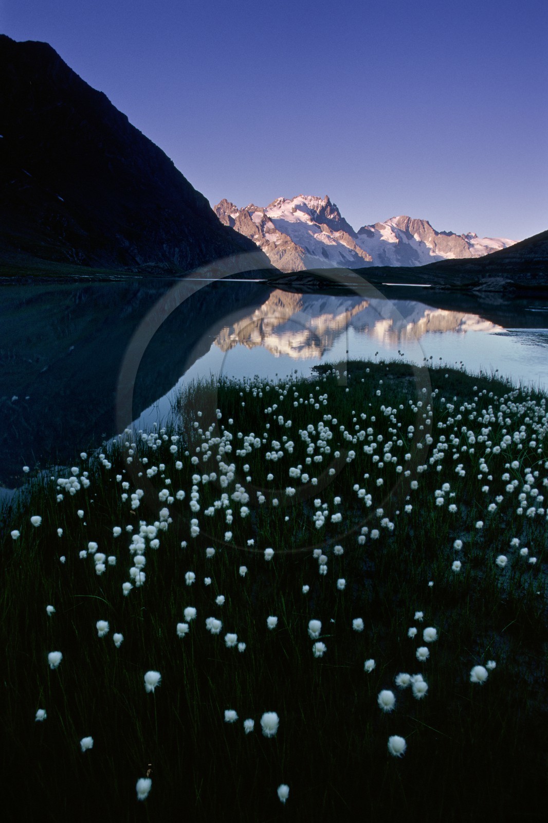 Linaigrettes de Scheuchzer (Eriophorum Scheuchzeri Hoppe) au  Lac du Goléon et la Meije Linaigrettes de Scheuchzer (Eriophorum Scheuchzeri Hoppe) au  Lac du Goléon et la Meije