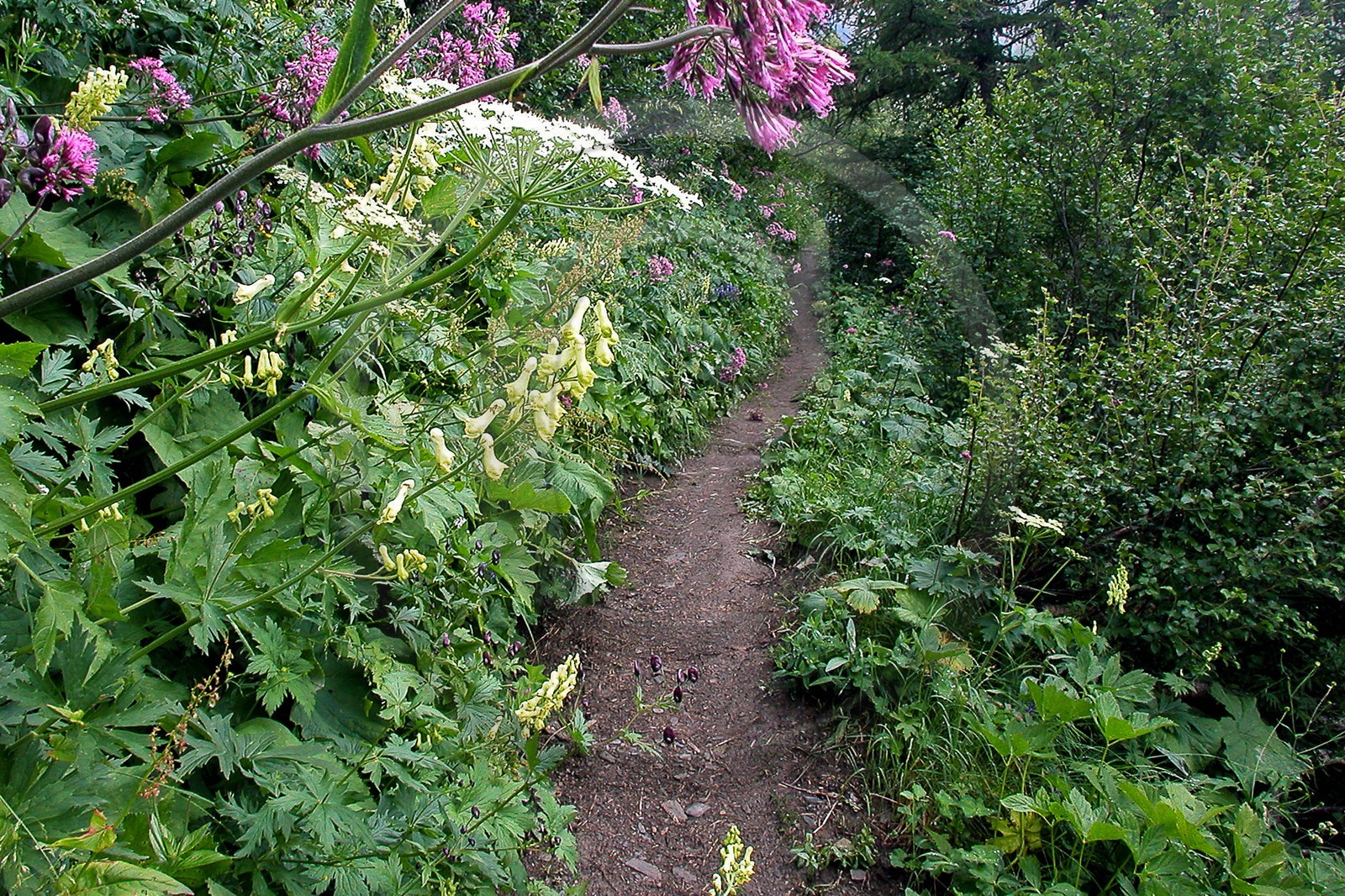 Aconit tue-loup, Aconitum lycoctonum Aconit tue-loup, Aconitum lycoctonum