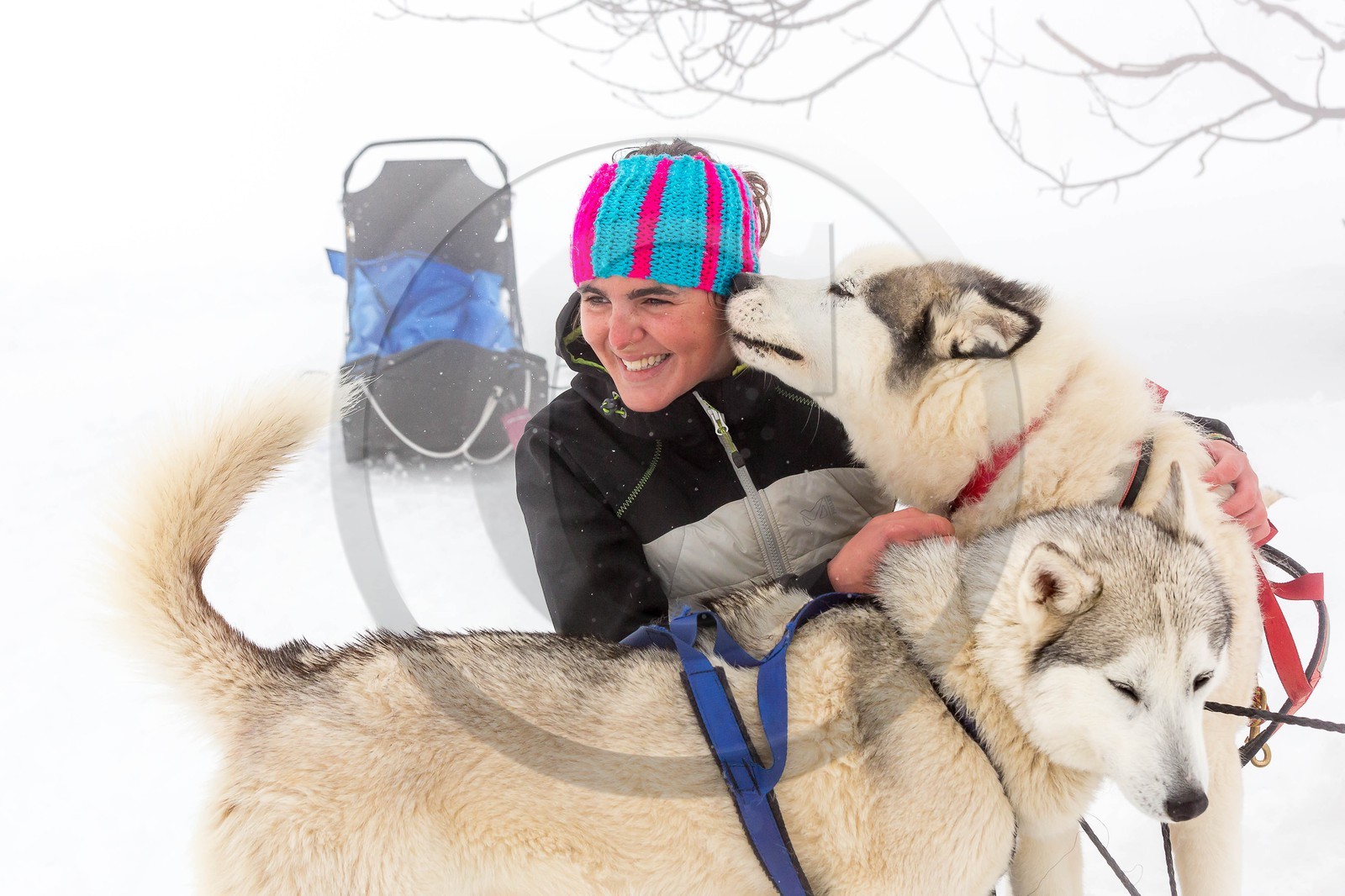 Pays de Serre-Ponçon, Réallon, EdenGaia, chiens de traineau Pays de Serre-Ponçon, Réallon, EdenGaia, chiens de traineau