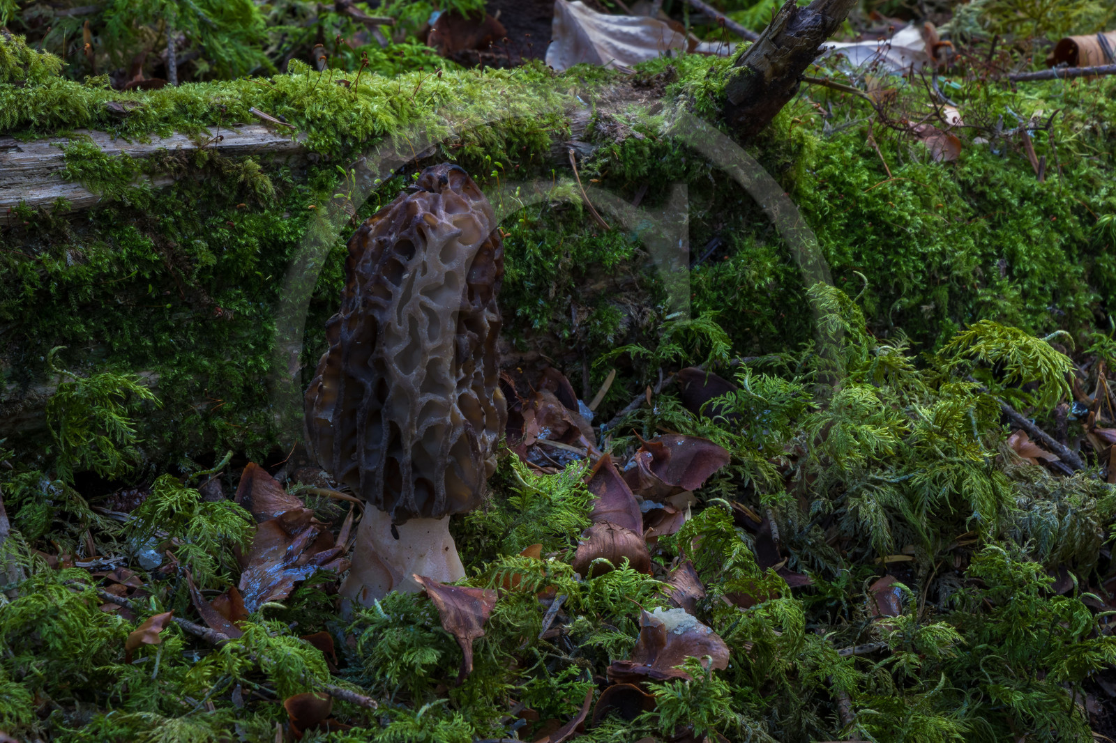 Morille, Morchella Morille, Morchella