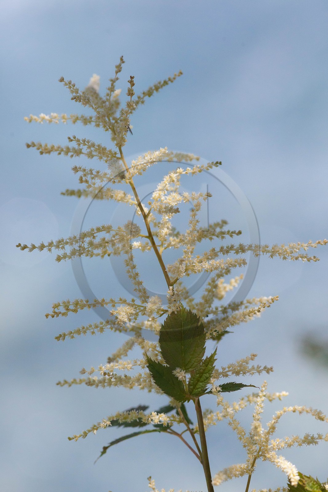 Barbe de bouc, Aruncus dioicus