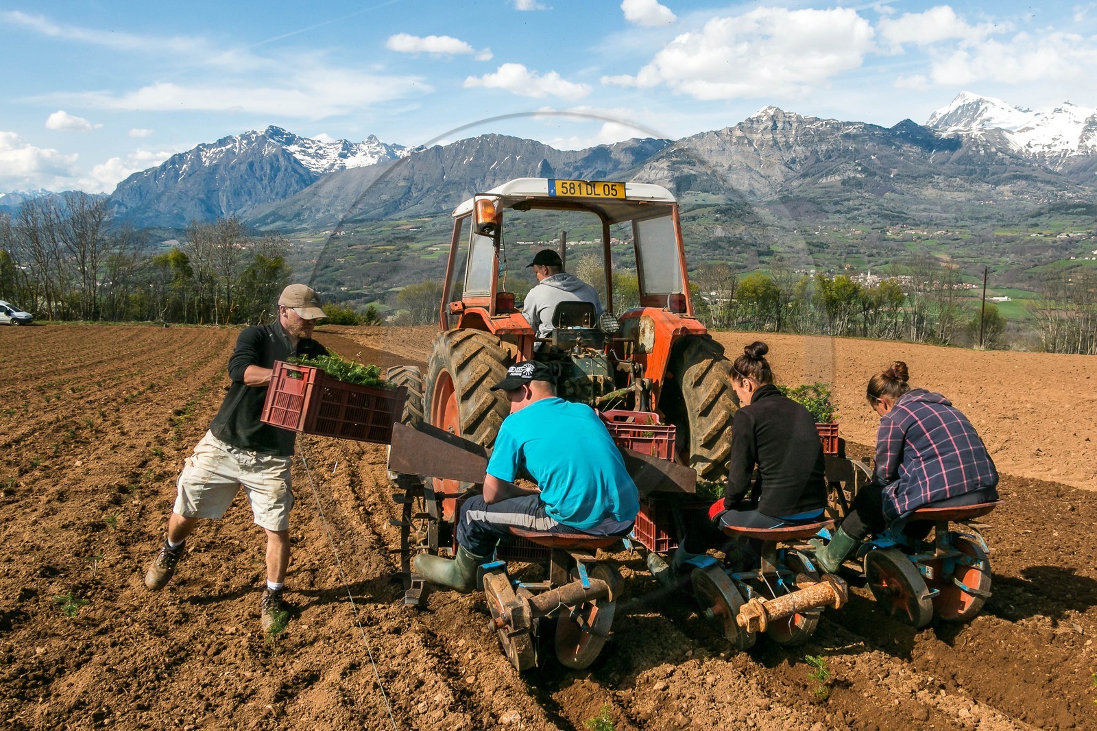 Pépinière Robin, producteur de sapin de Noël