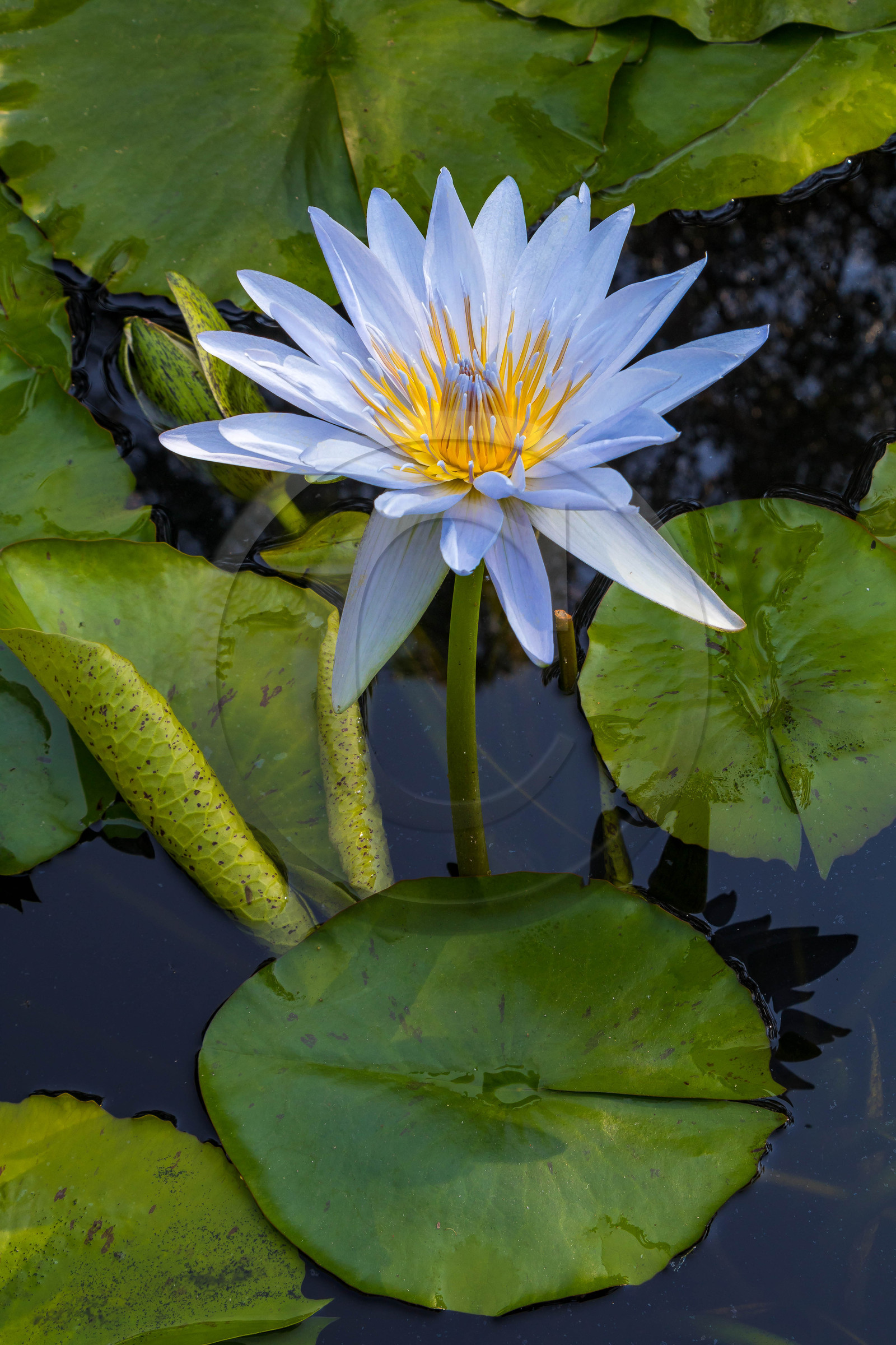 Lac Majeur, Isola Madre Lac Majeur, Isola Madre