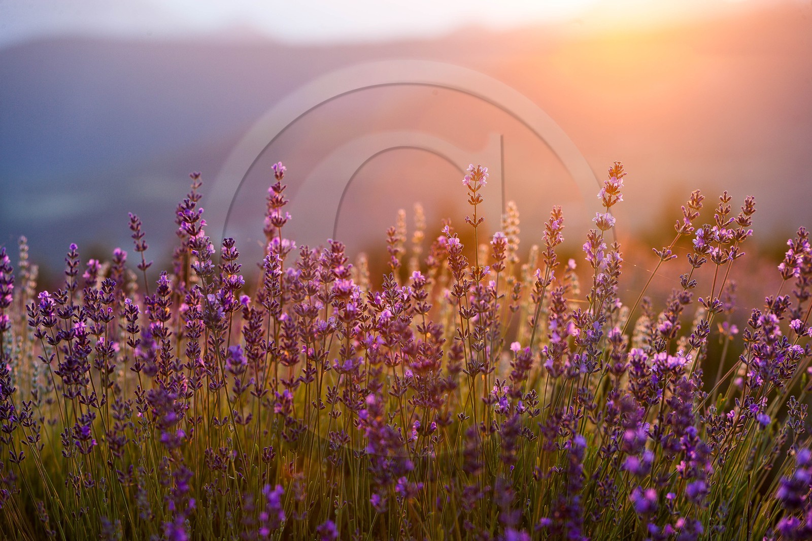 vallée des Duyes, Thoard vallée des Duyes, Thoard