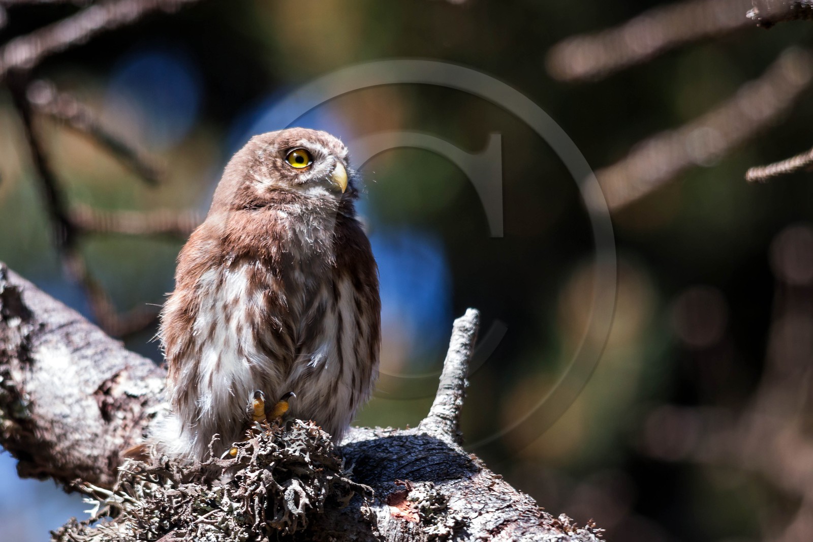 Bois du Chapitre, Chevêchette d'Europe