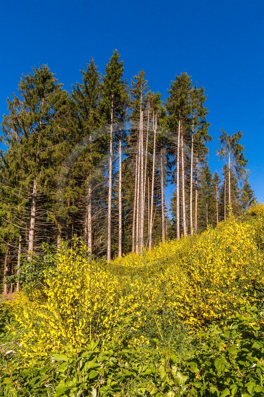 ENS de l'Isère, Marais des Seiglières