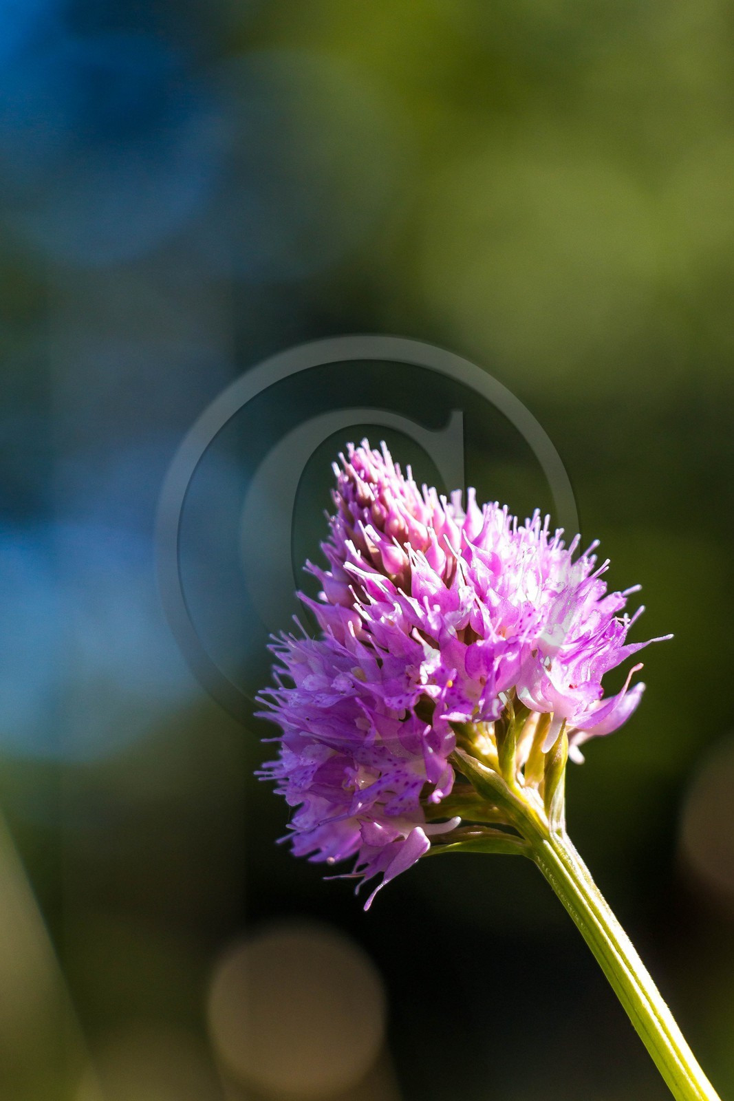 Bois du Chapitre, forêt domaniale de Gap-Chaudun Bois du Chapitre, forêt domaniale de Gap-Chaudun