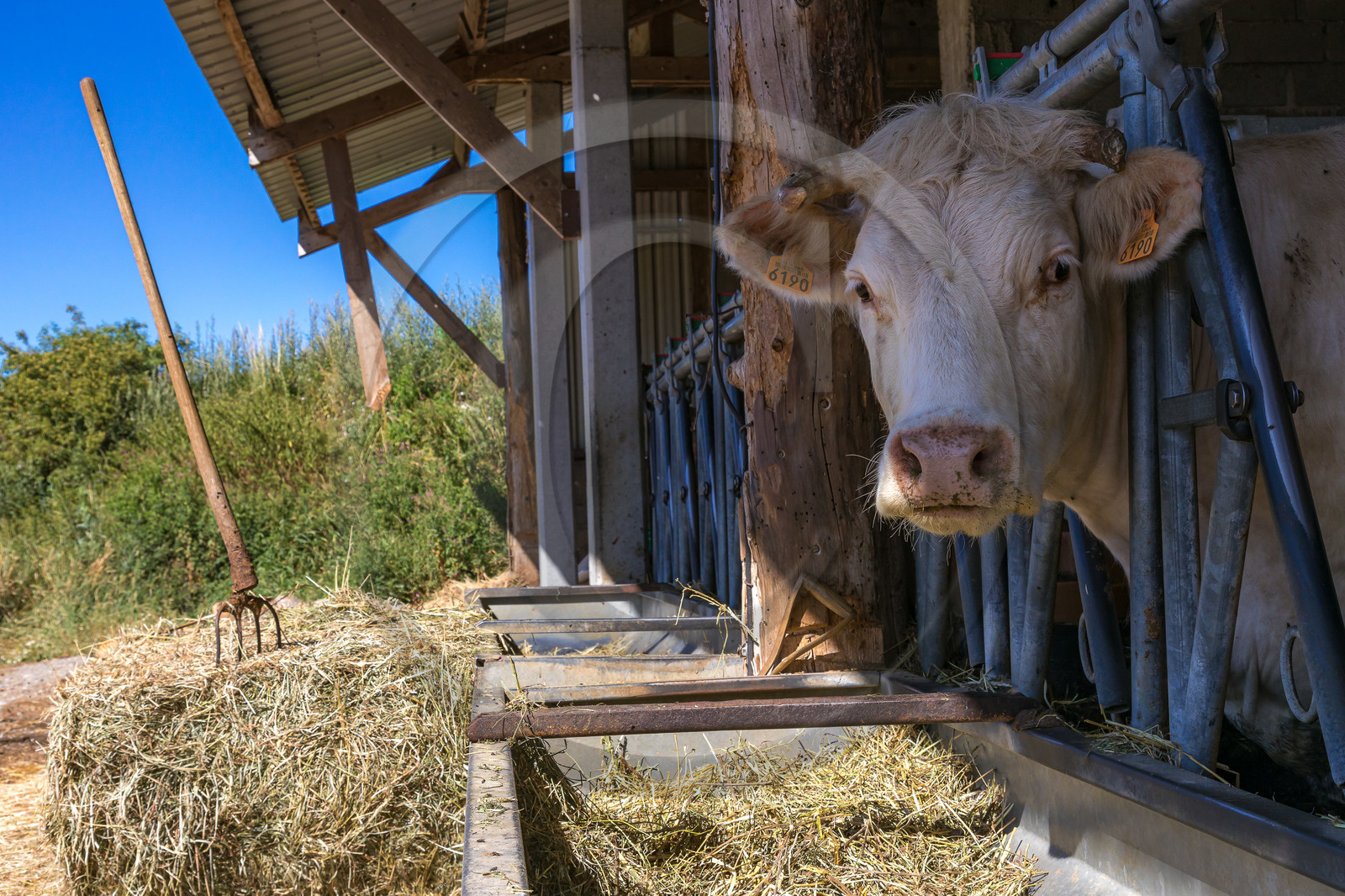Ferme de Sauron, Laure Marcellin