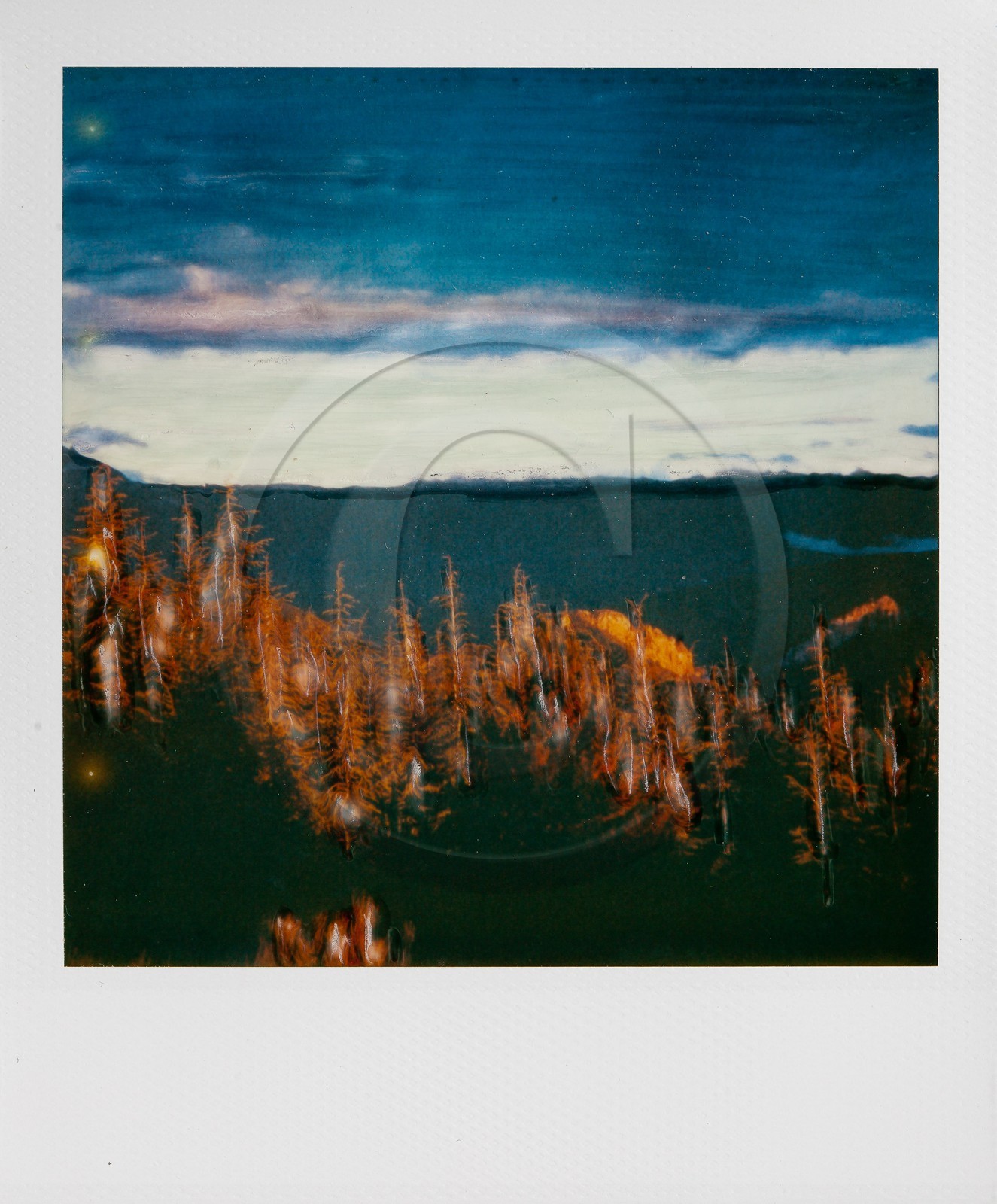 Exposition Arbres et petites forêts, éloge de la biodiversité Exposition Arbres et petites forêts, éloge de la biodiversité