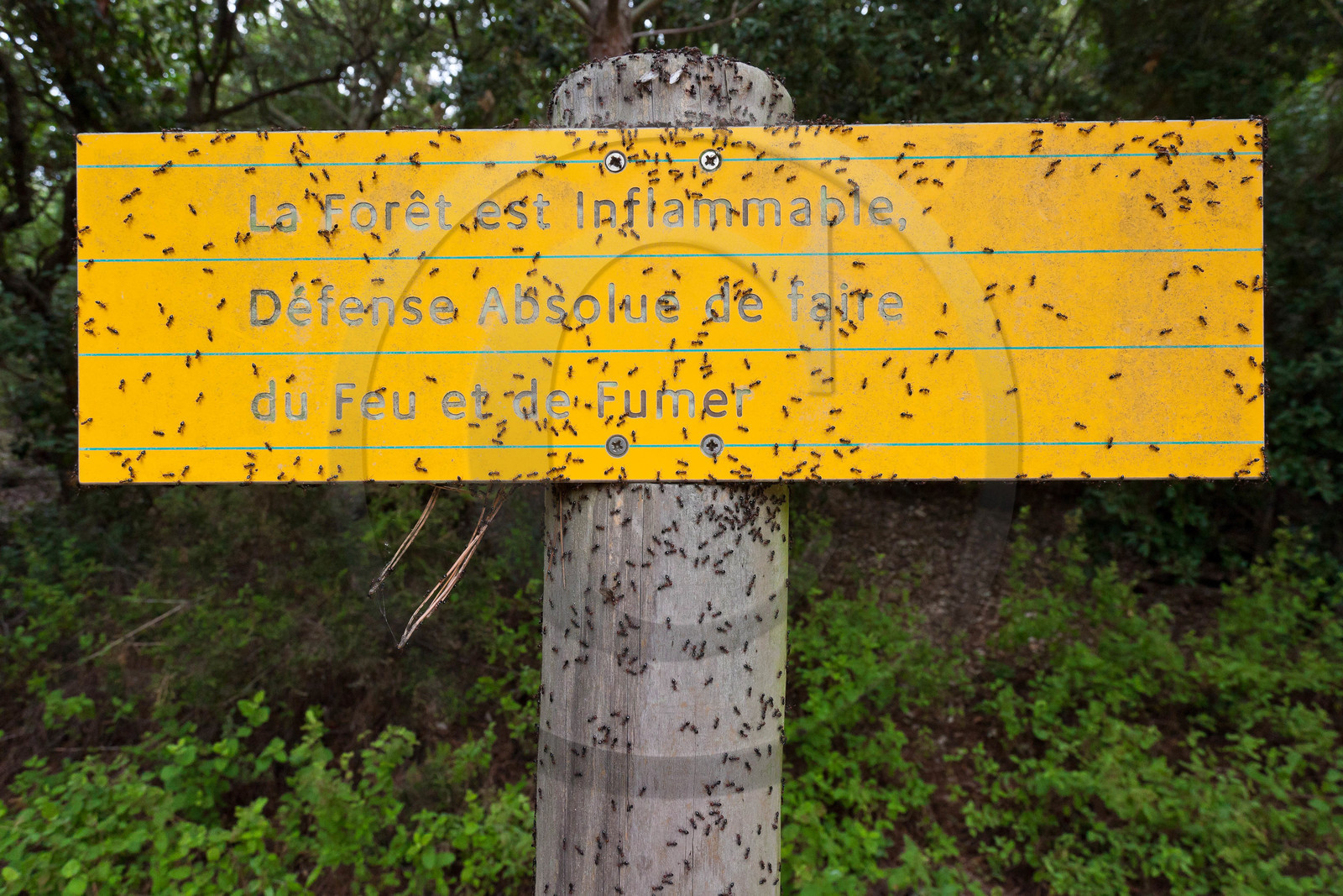 Parc national de Port-Cros Parc national de Port-Cros
