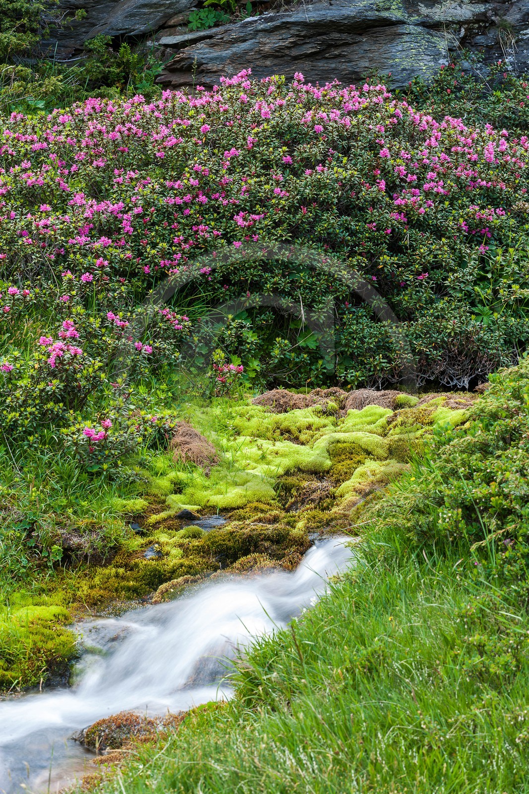 Rhododendrons Rhododendrons