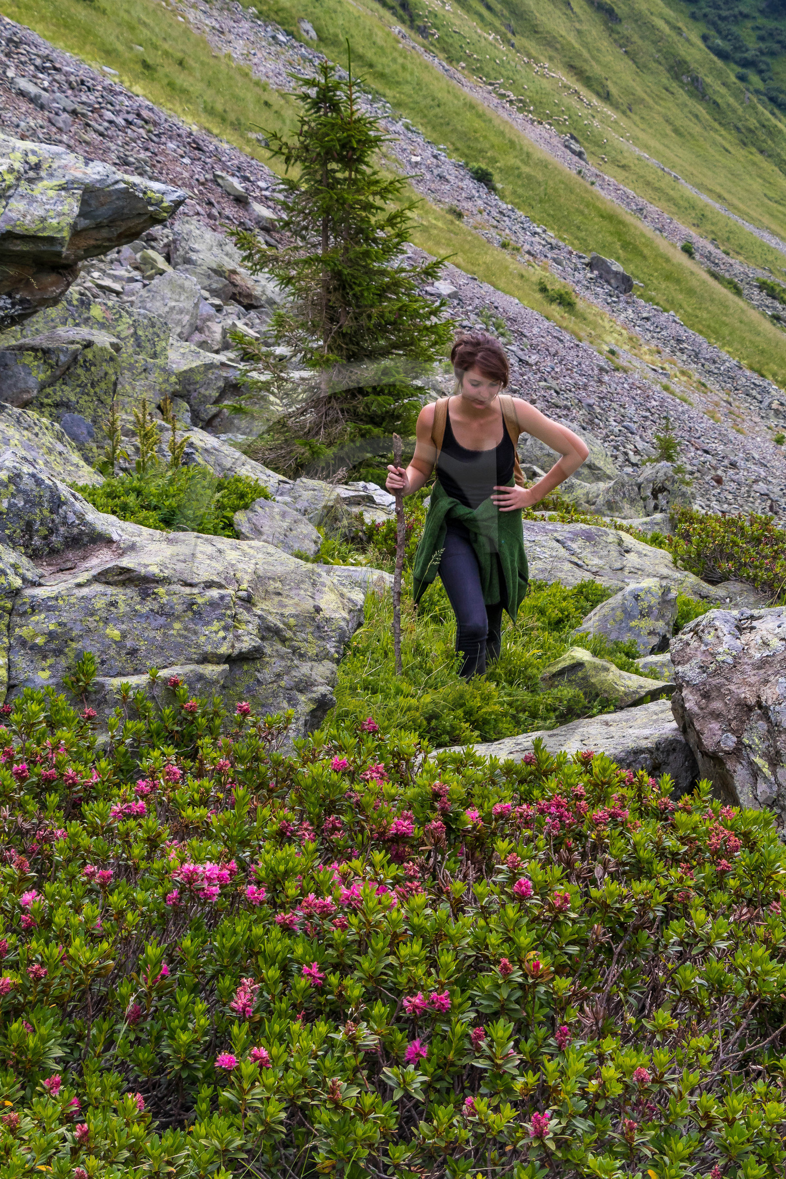 Randonnée pédestre Alpage de la combe des Plans