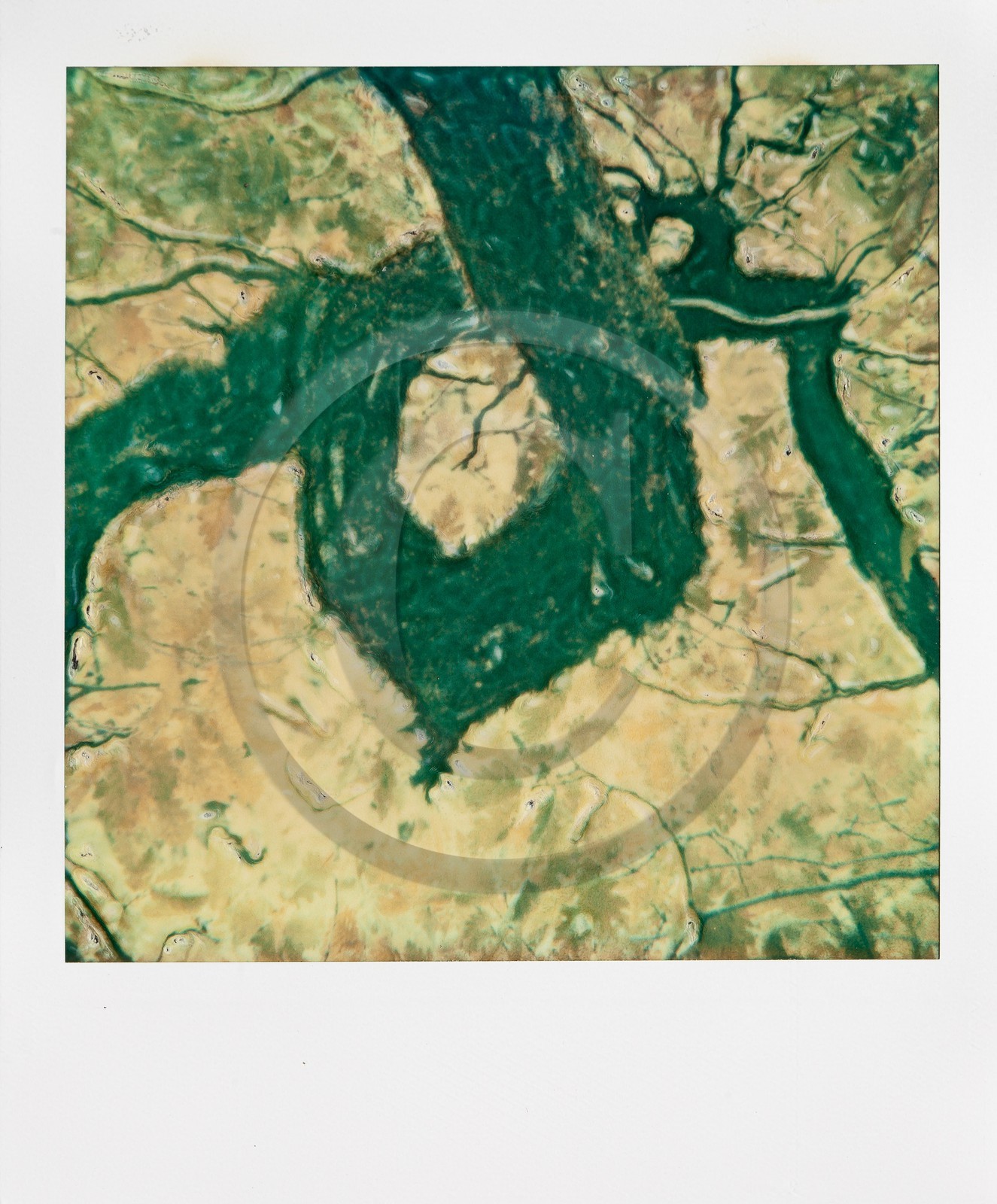 Exposition Arbres et petites forêts, éloge de la biodiversité Exposition Arbres et petites forêts, éloge de la biodiversité