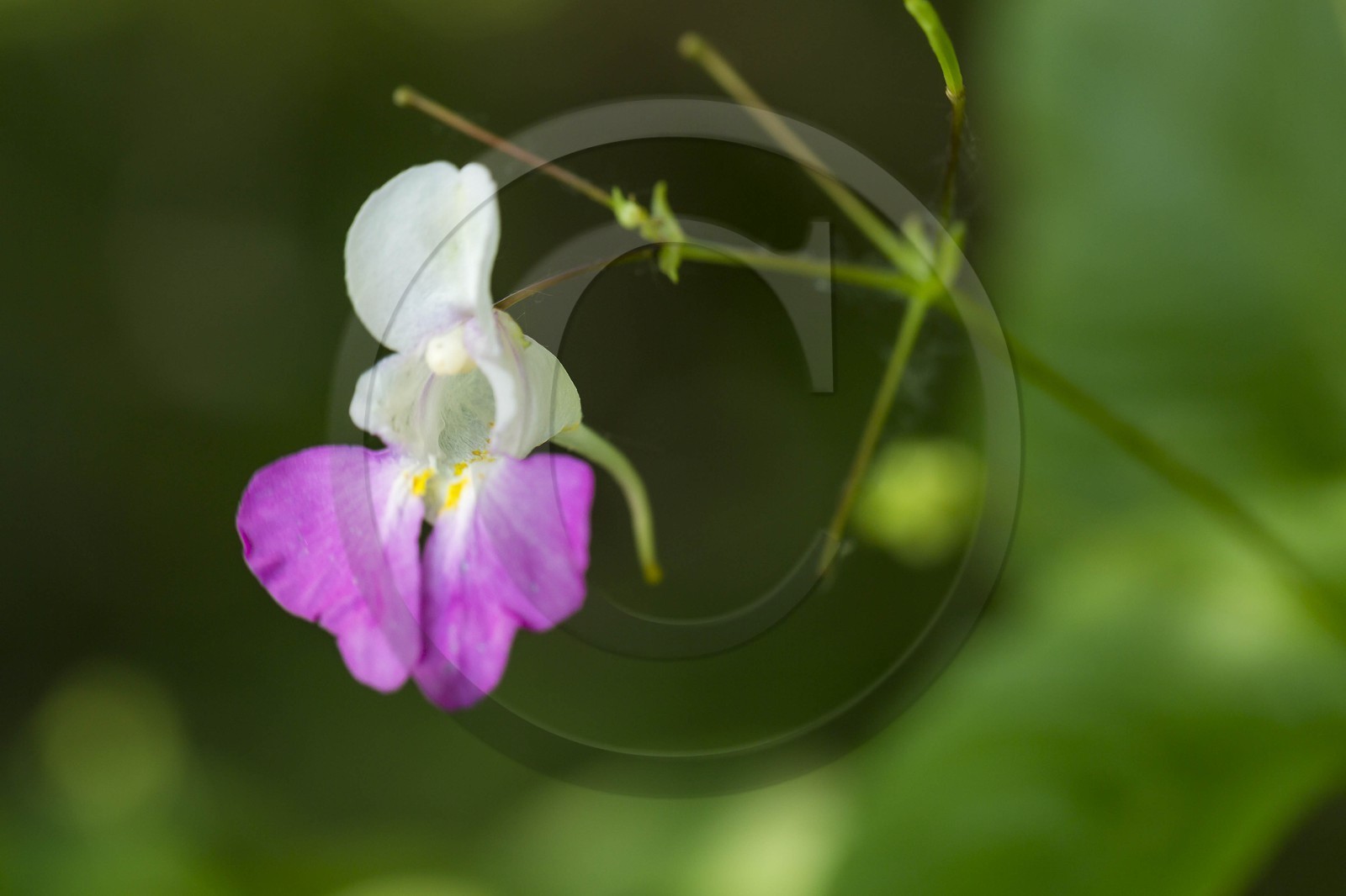 ENS de l'Isère, Zone humide de la Merlière ENS de l'Isère, Zone humide de la Merlière