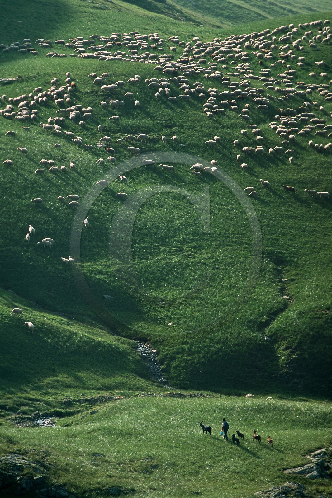 Alpage de Jujal, Le Bailou, berger Alpage de Jujal, Le Bailou, berger