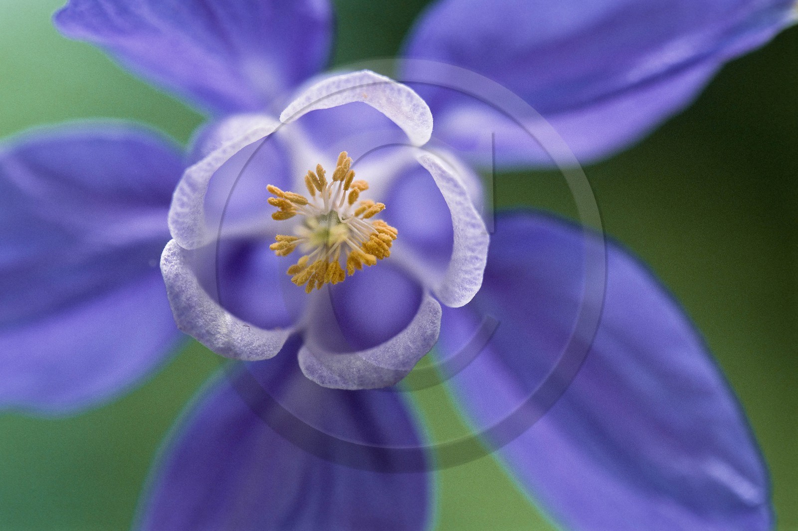 Ancolie des Alpes, Aquilegia alpina Ancolie des Alpes, Aquilegia alpina