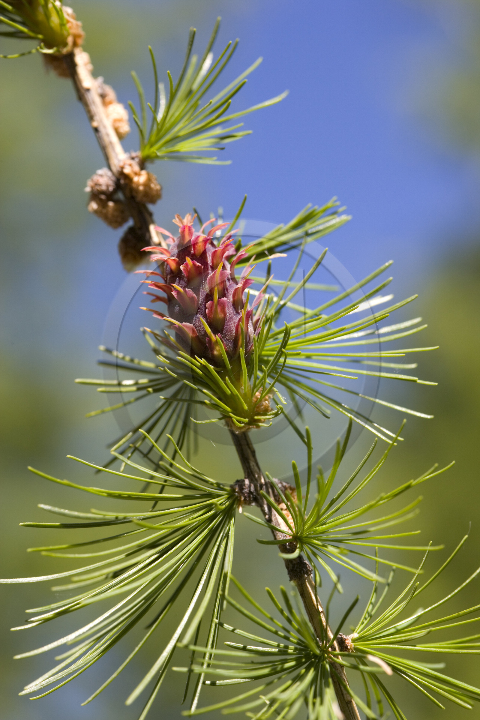 Cône femelle de mélèze (larix décidua) Cône femelle de mélèze (larix décidua)