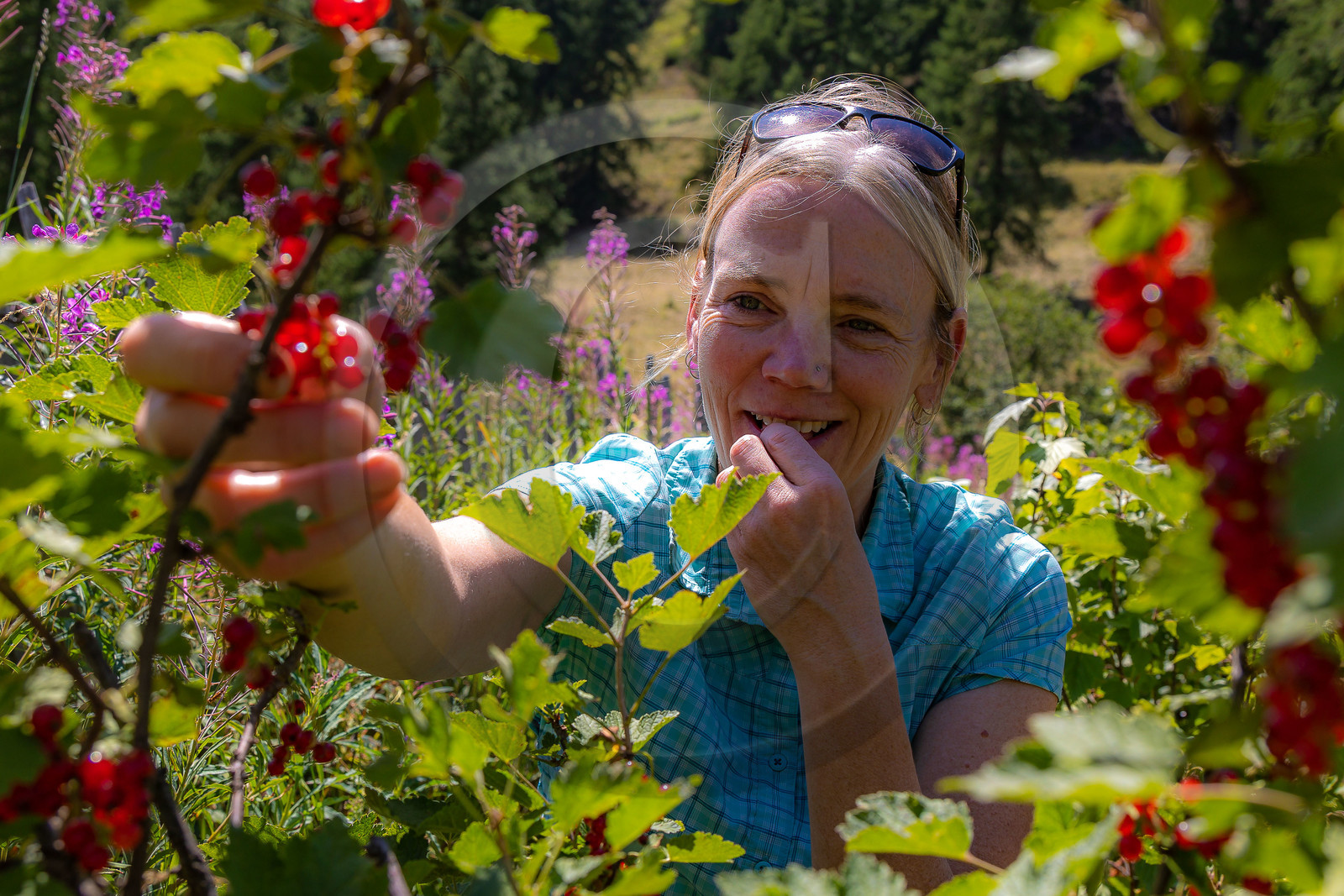 Les cueillettes du Lauzet